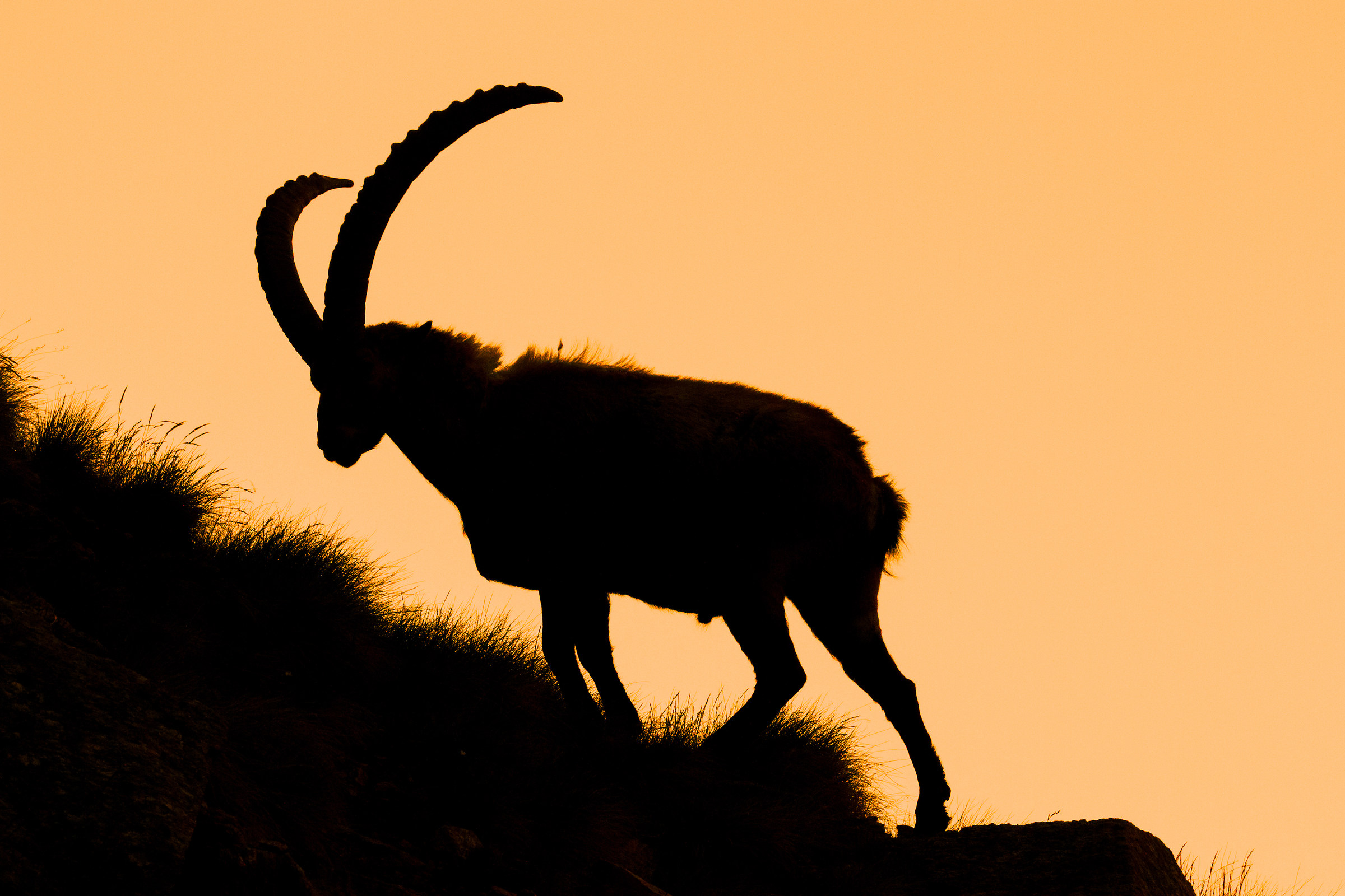 Ibex