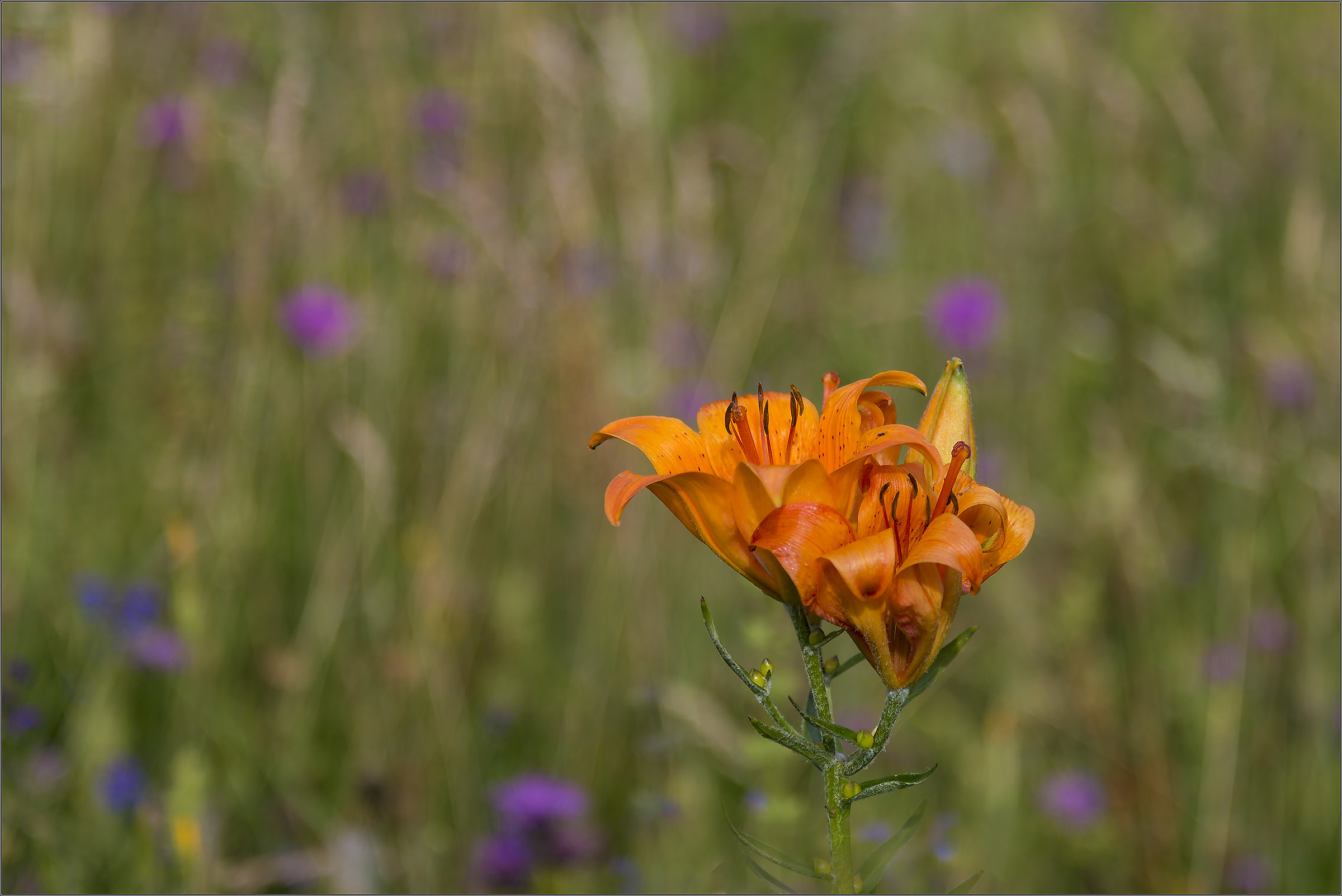 wild lily meadows Illegio