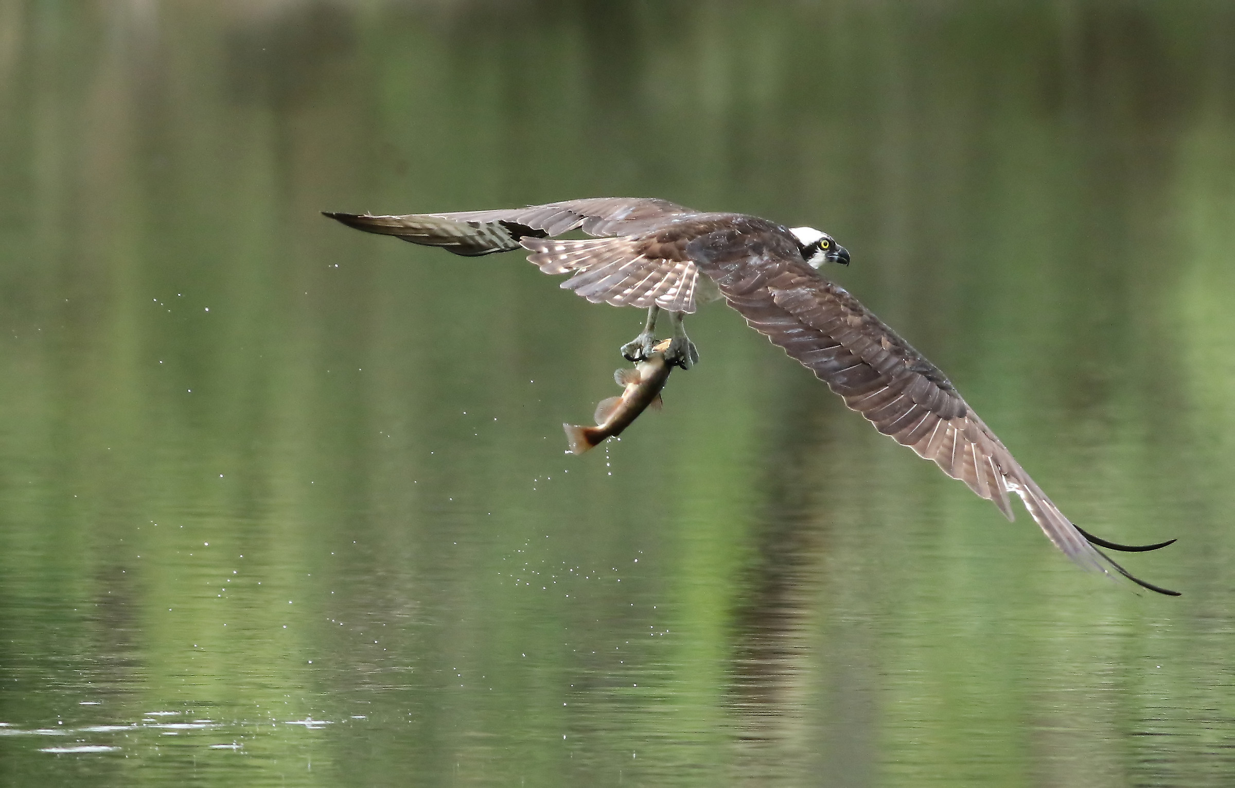 Specchietto retrovisore