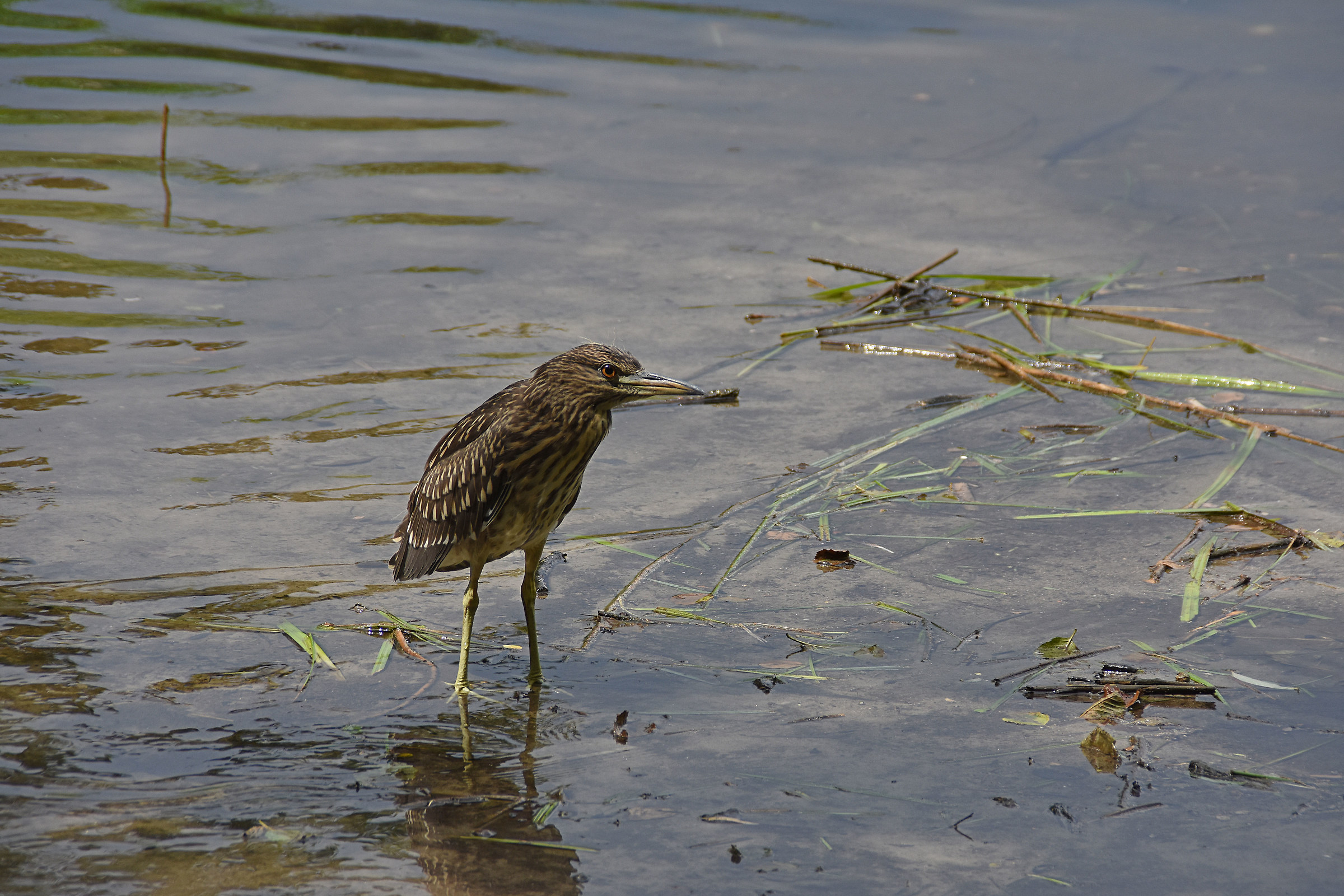 young night heron