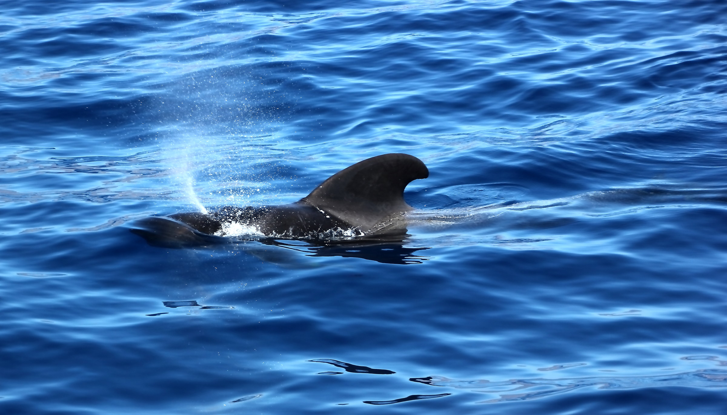 Whale Rider. Canaries.