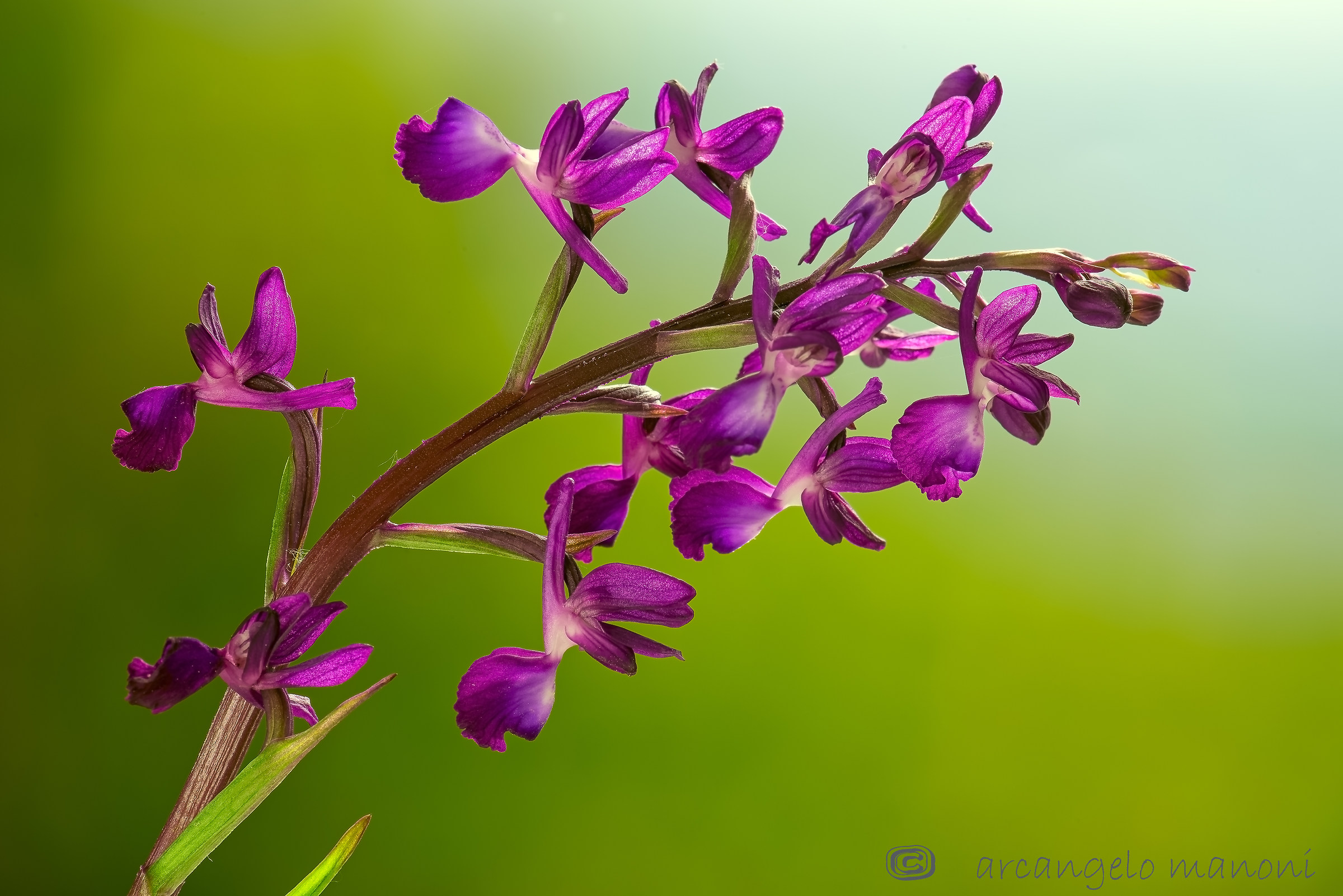 But I do not I will bend ......