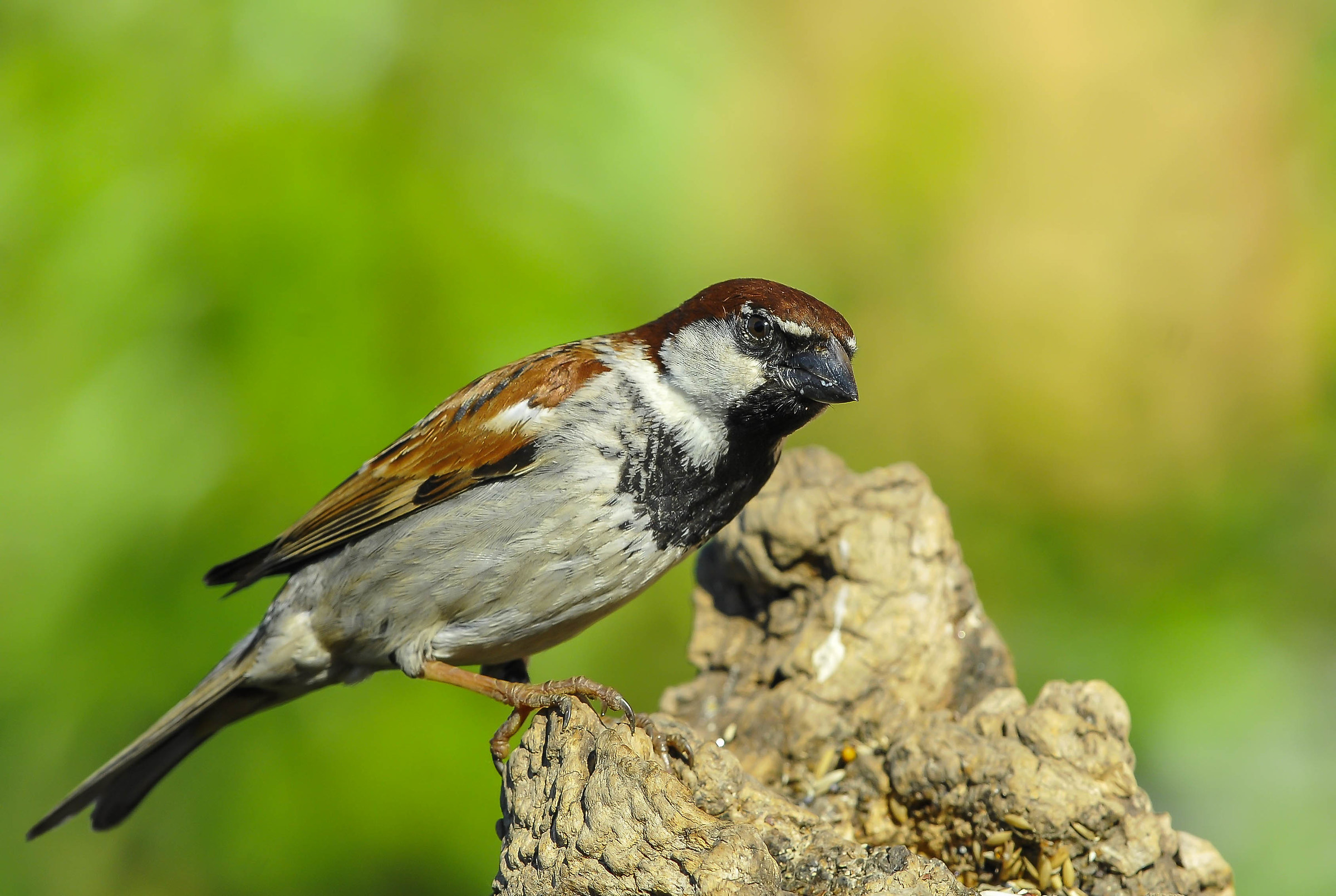 Sparrow