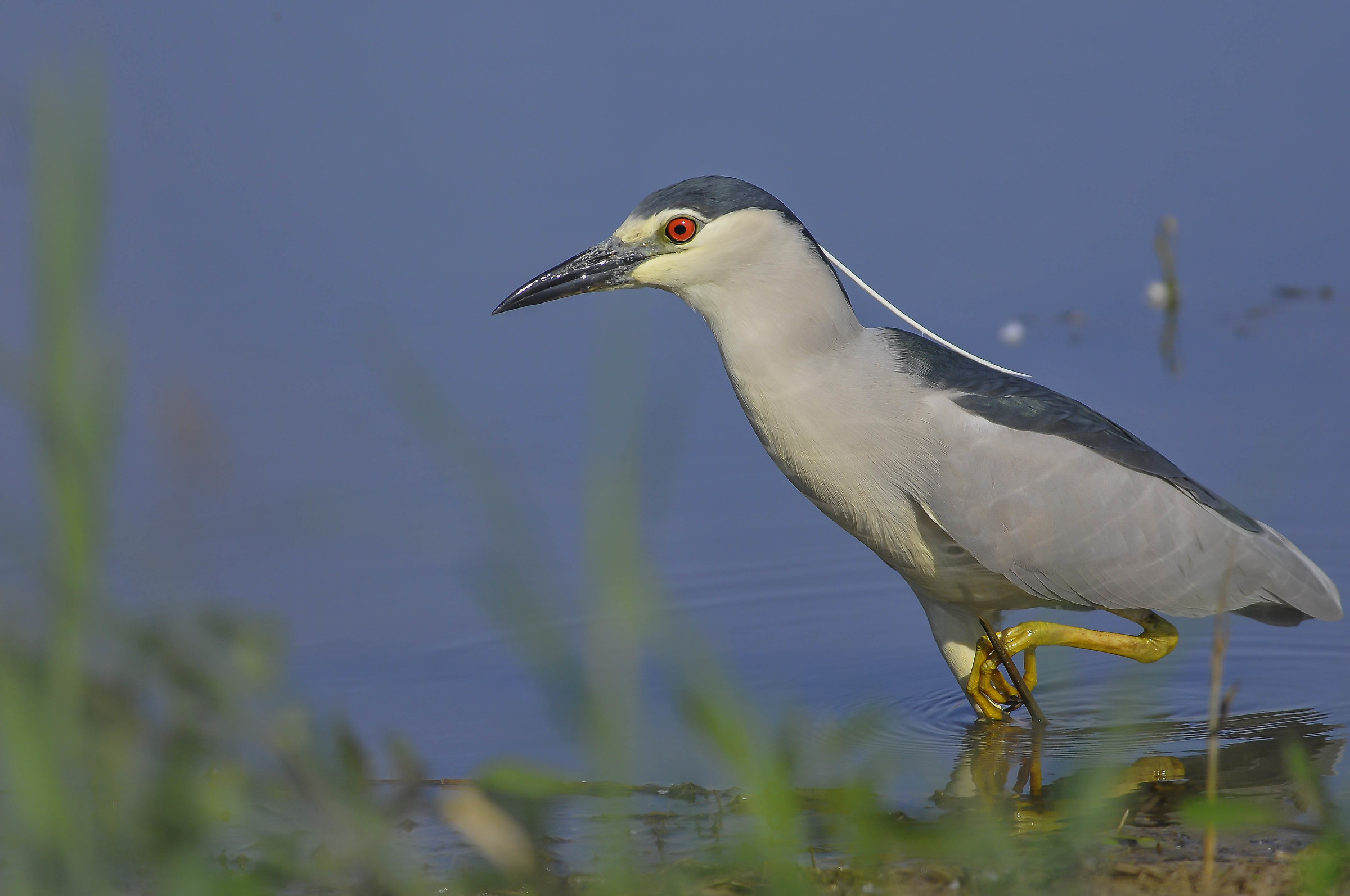 Night Heron