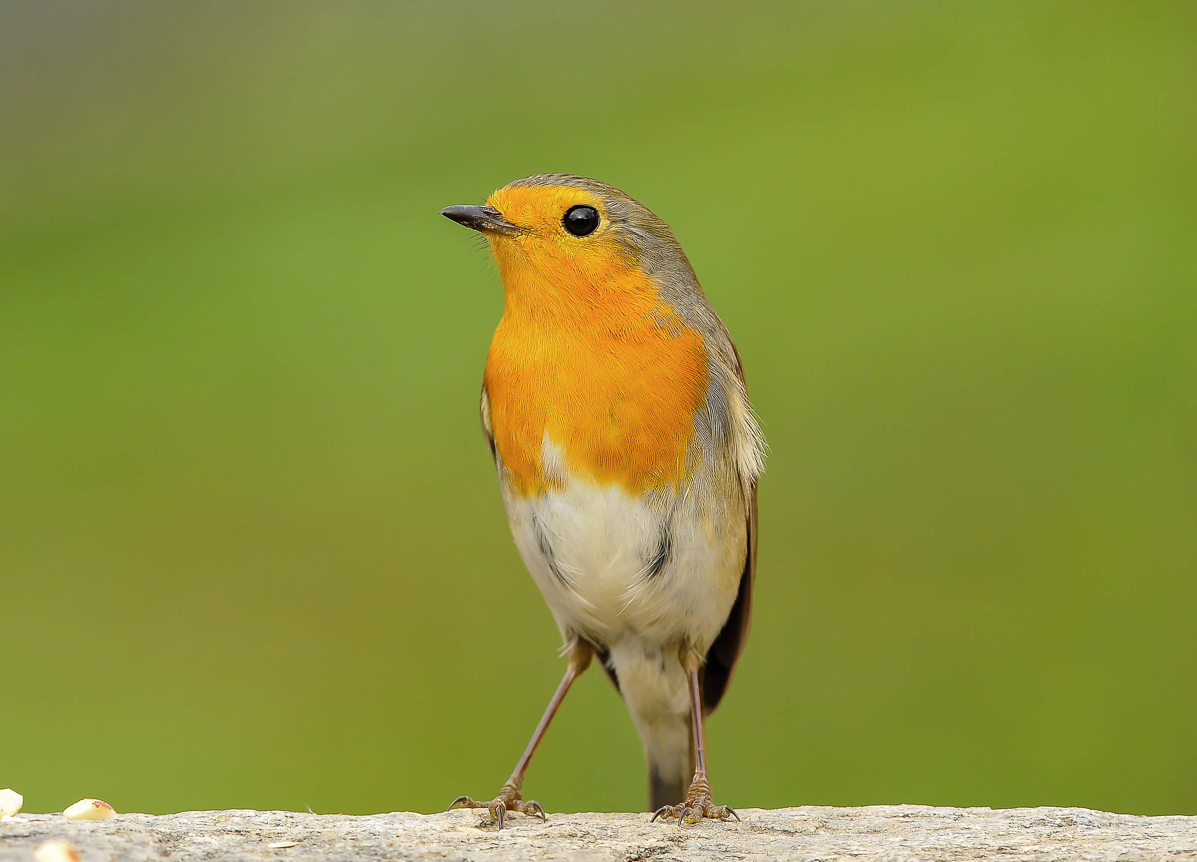 Robin