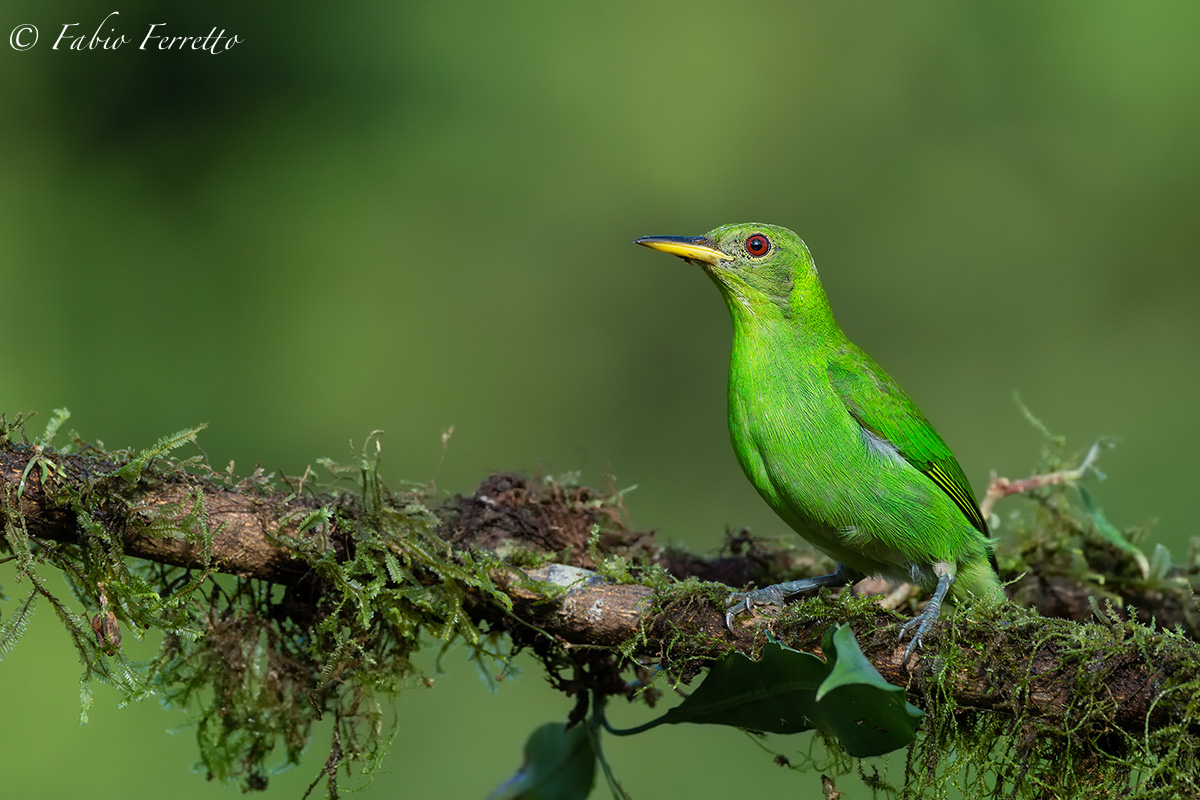 Green Honeycreeper