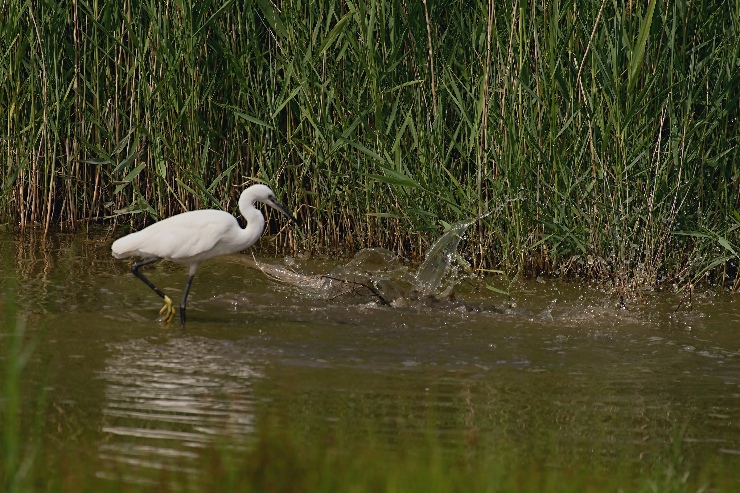 The Egret and Swamp Thing 2