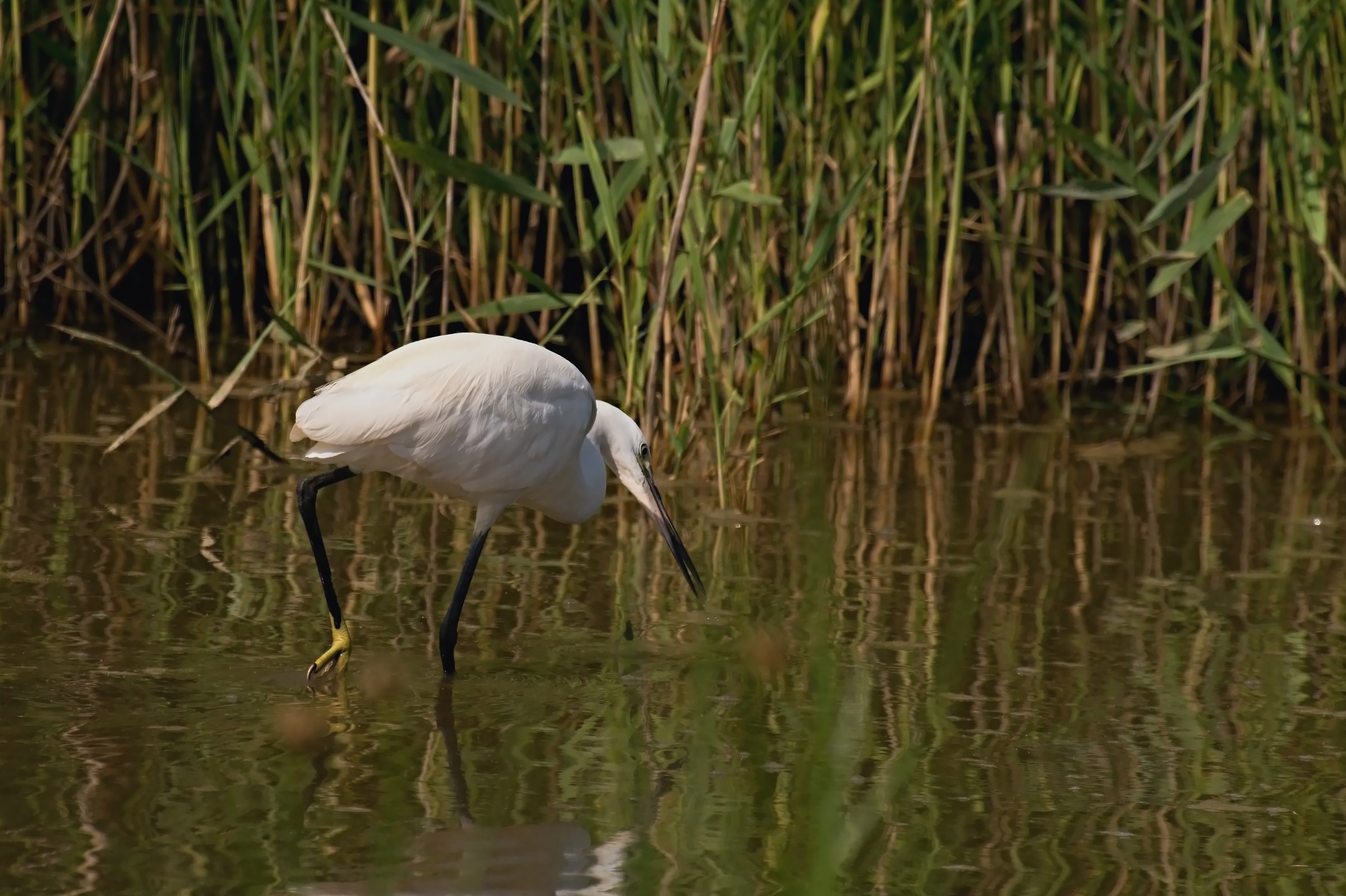 egret