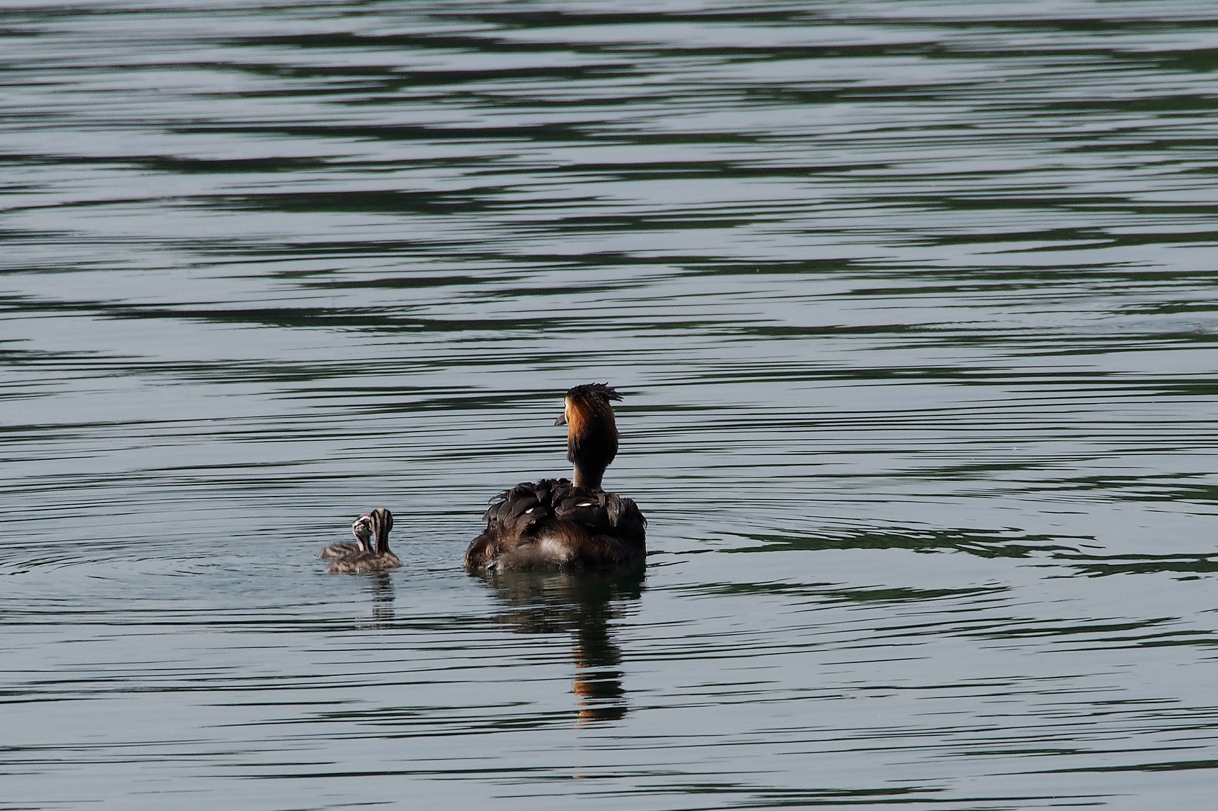A spasso coi piccoli