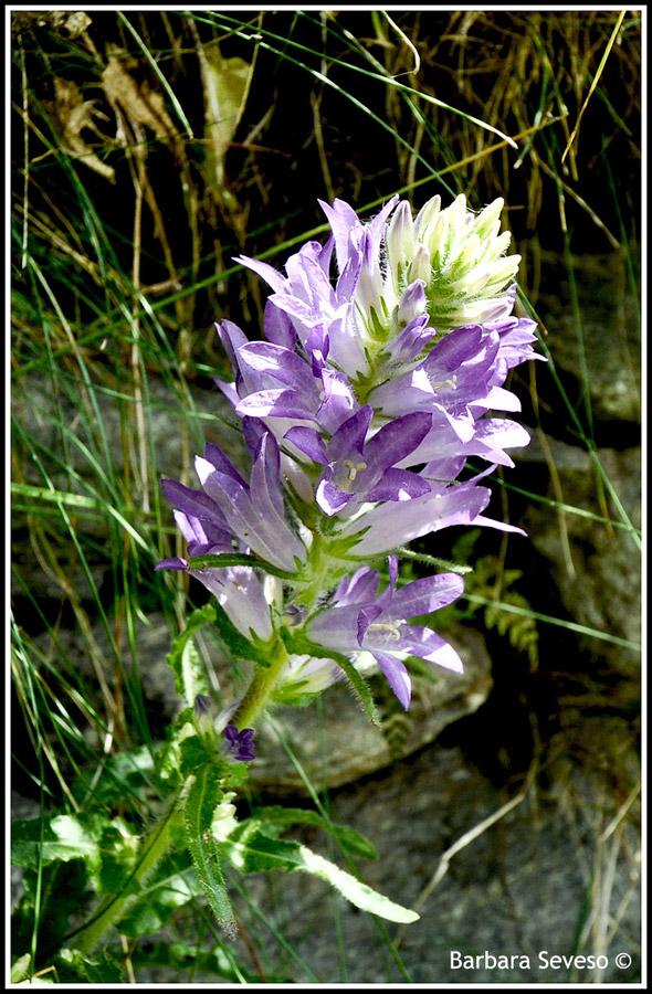 Vallone del Roc (Noasca - TO)