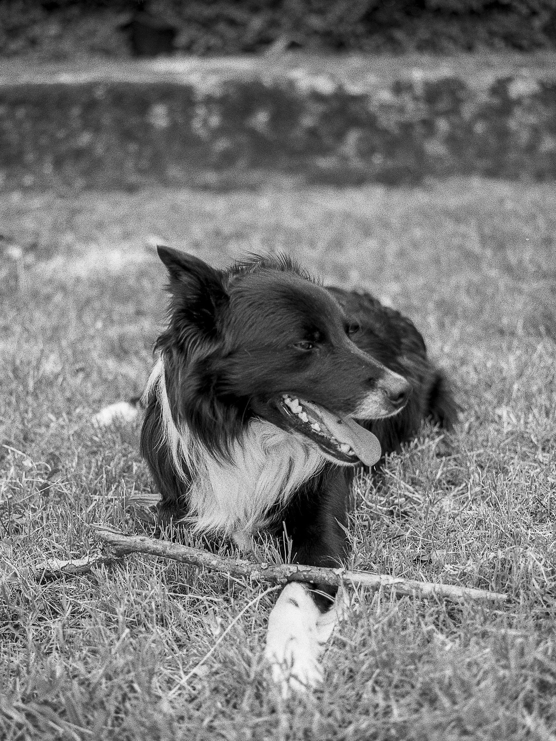 fuji gs645 ilford fp4 125 sviluppato rodinal 1+25 9 min