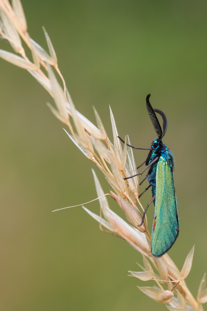 Semplicemente addormentata