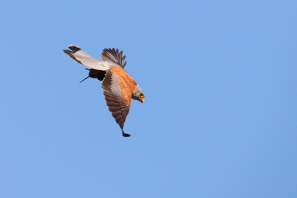 Lesser Kestrel with prey