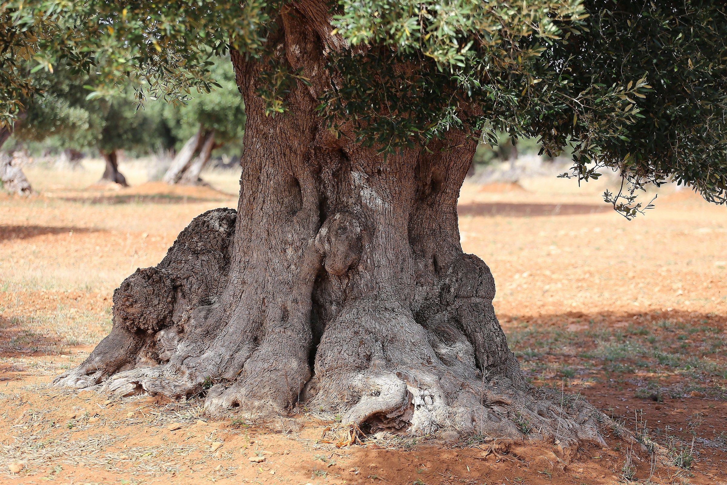the sheep in the trunk