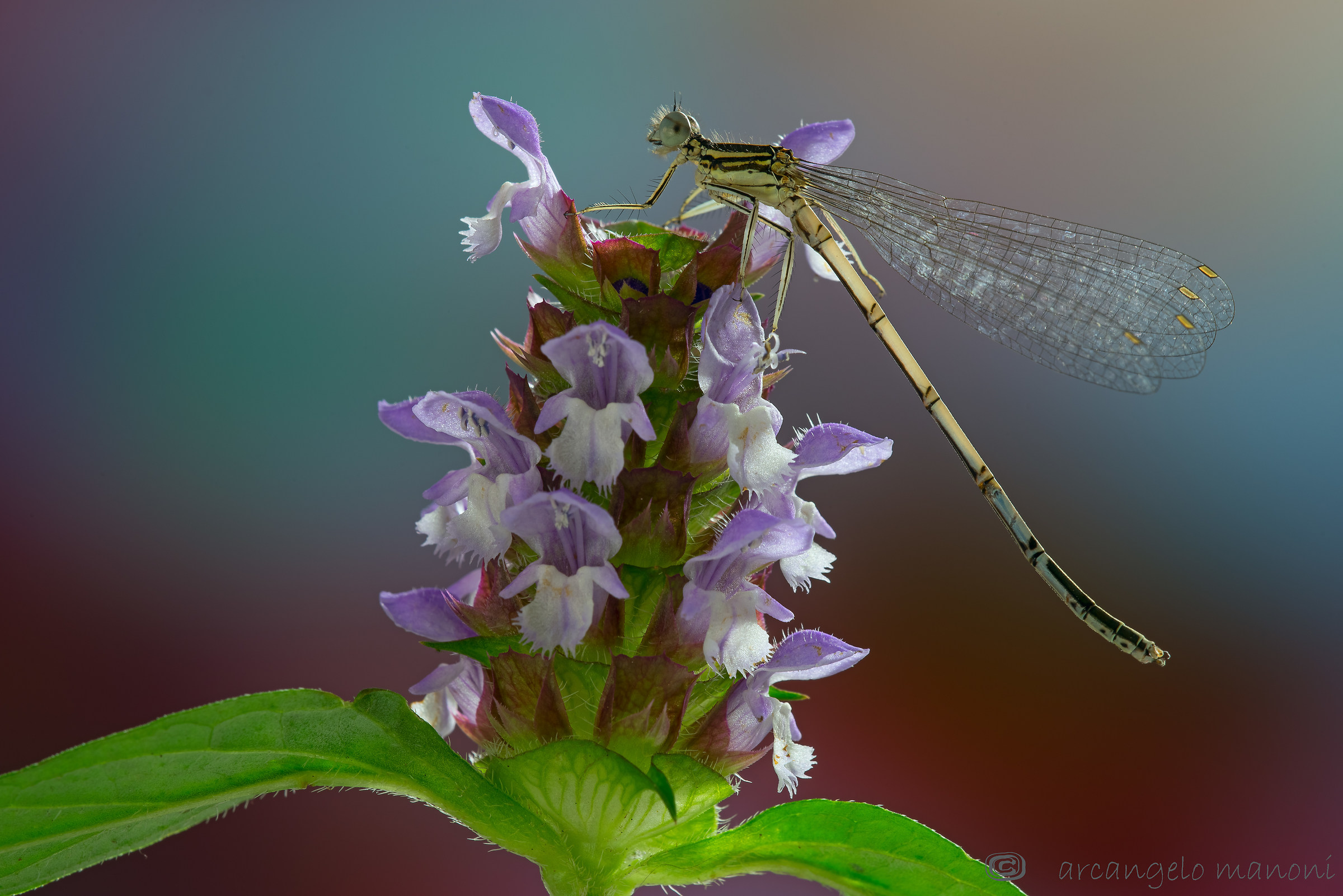 Blessed among the flowers