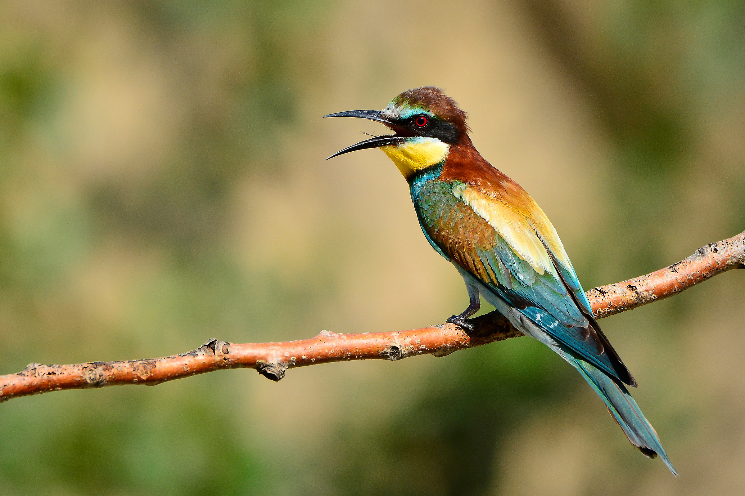 Bee Eater