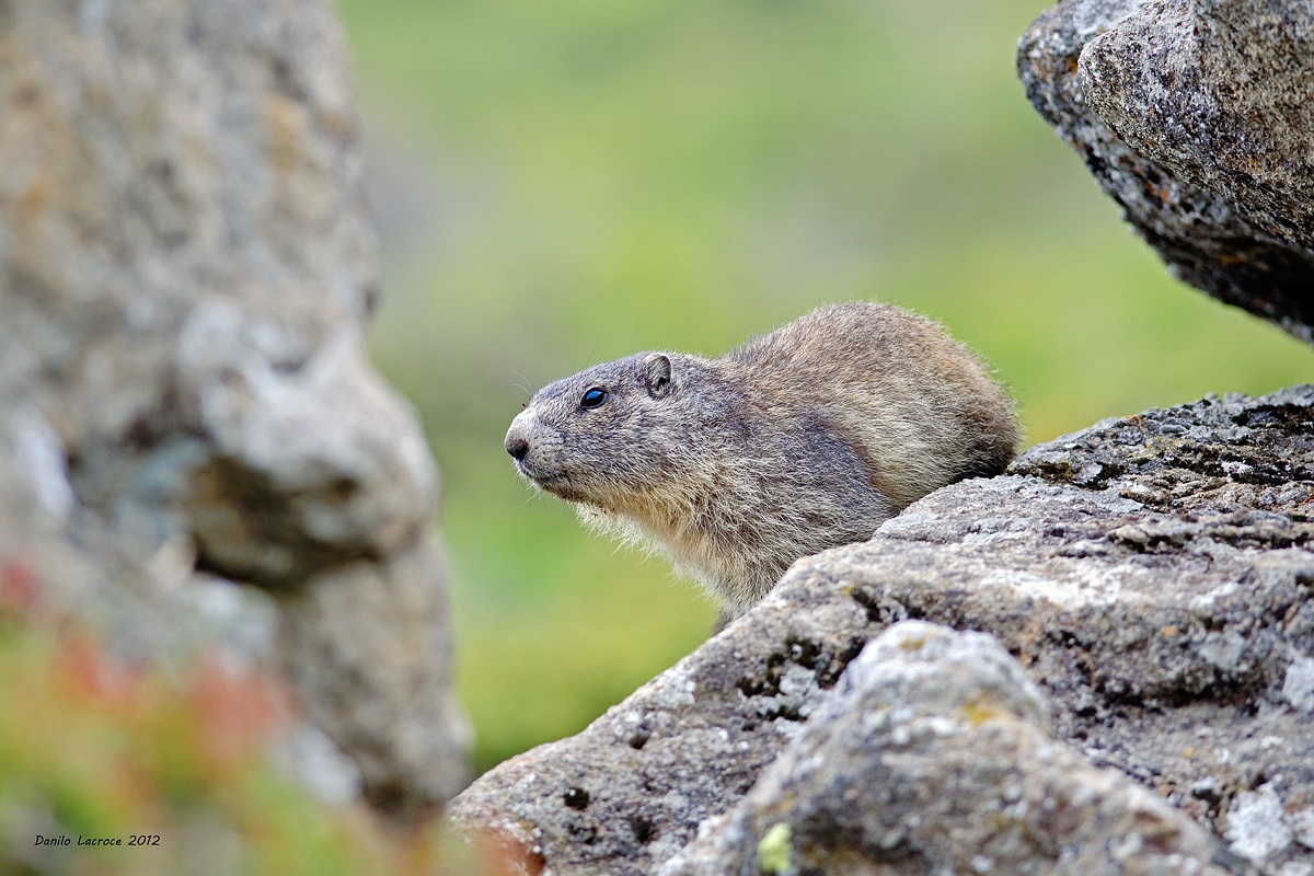 Marmotta
