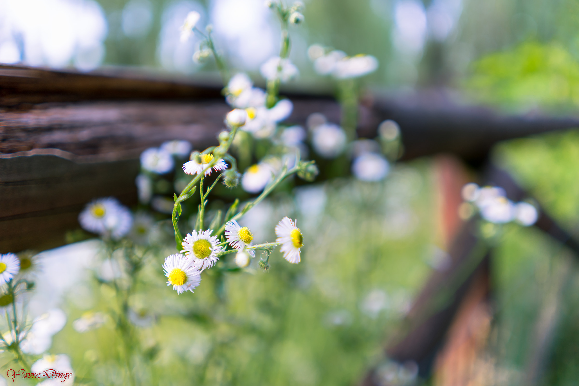 Daisies and fence