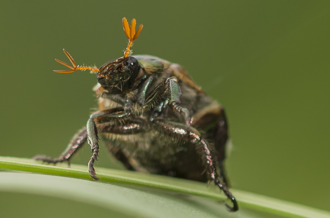 cockchafer