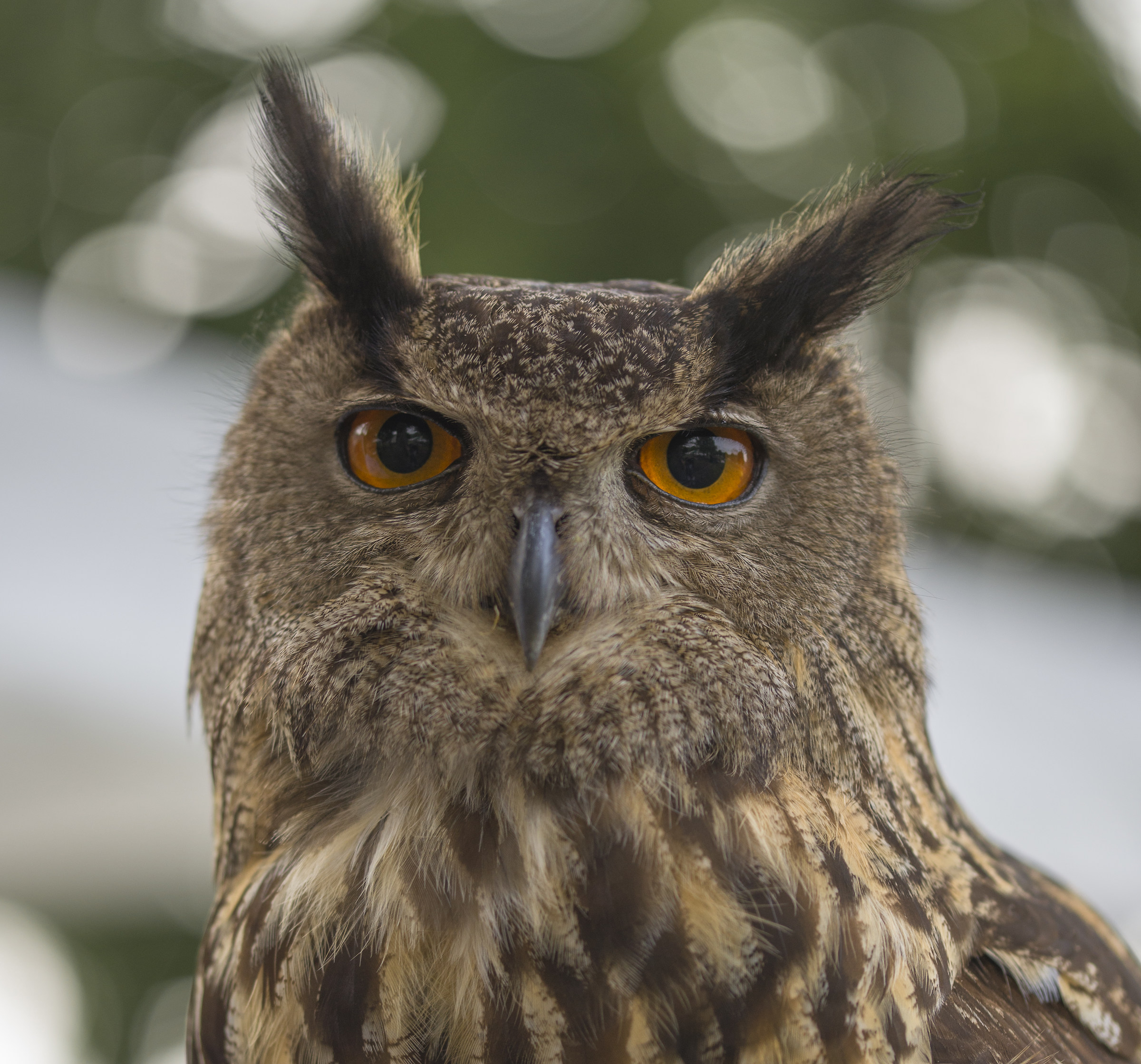 eagle owl