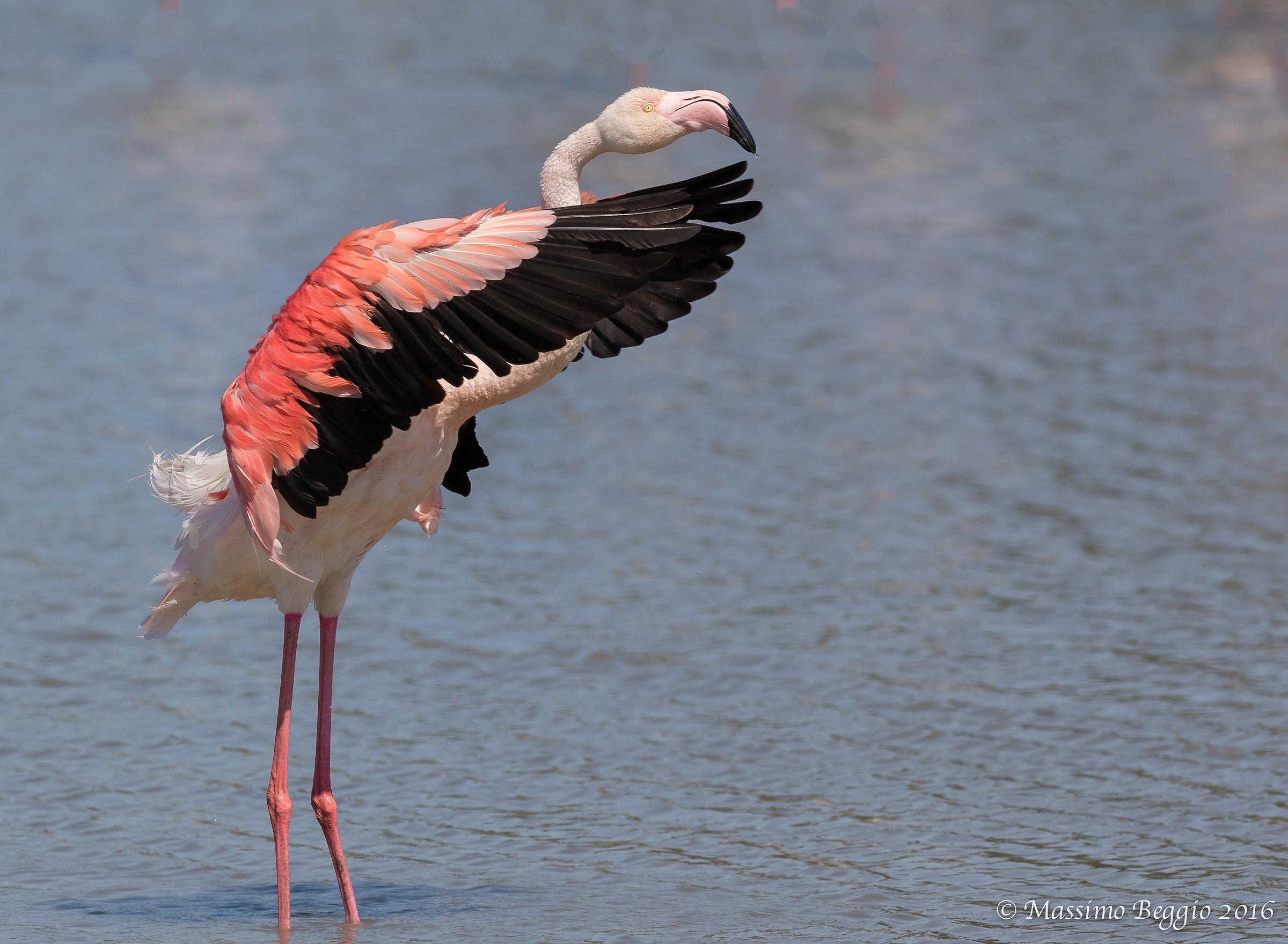The Flamant rose