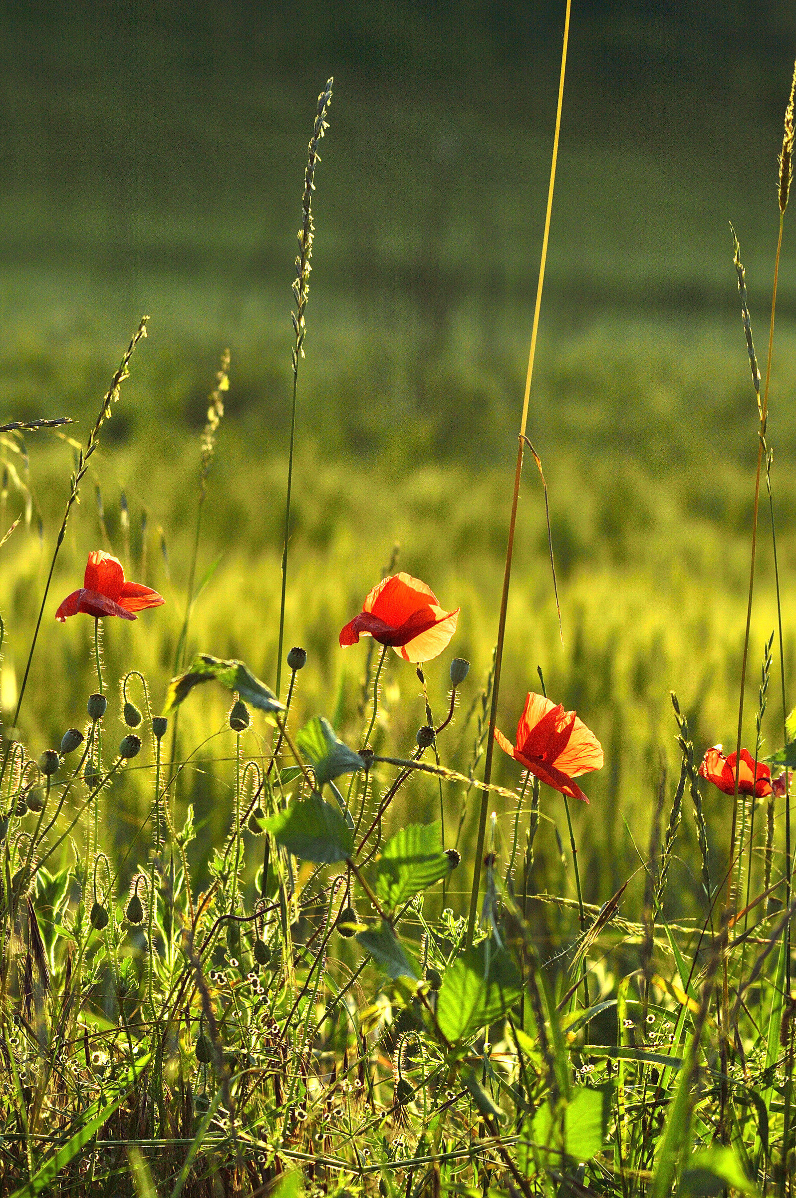 colored transparencies