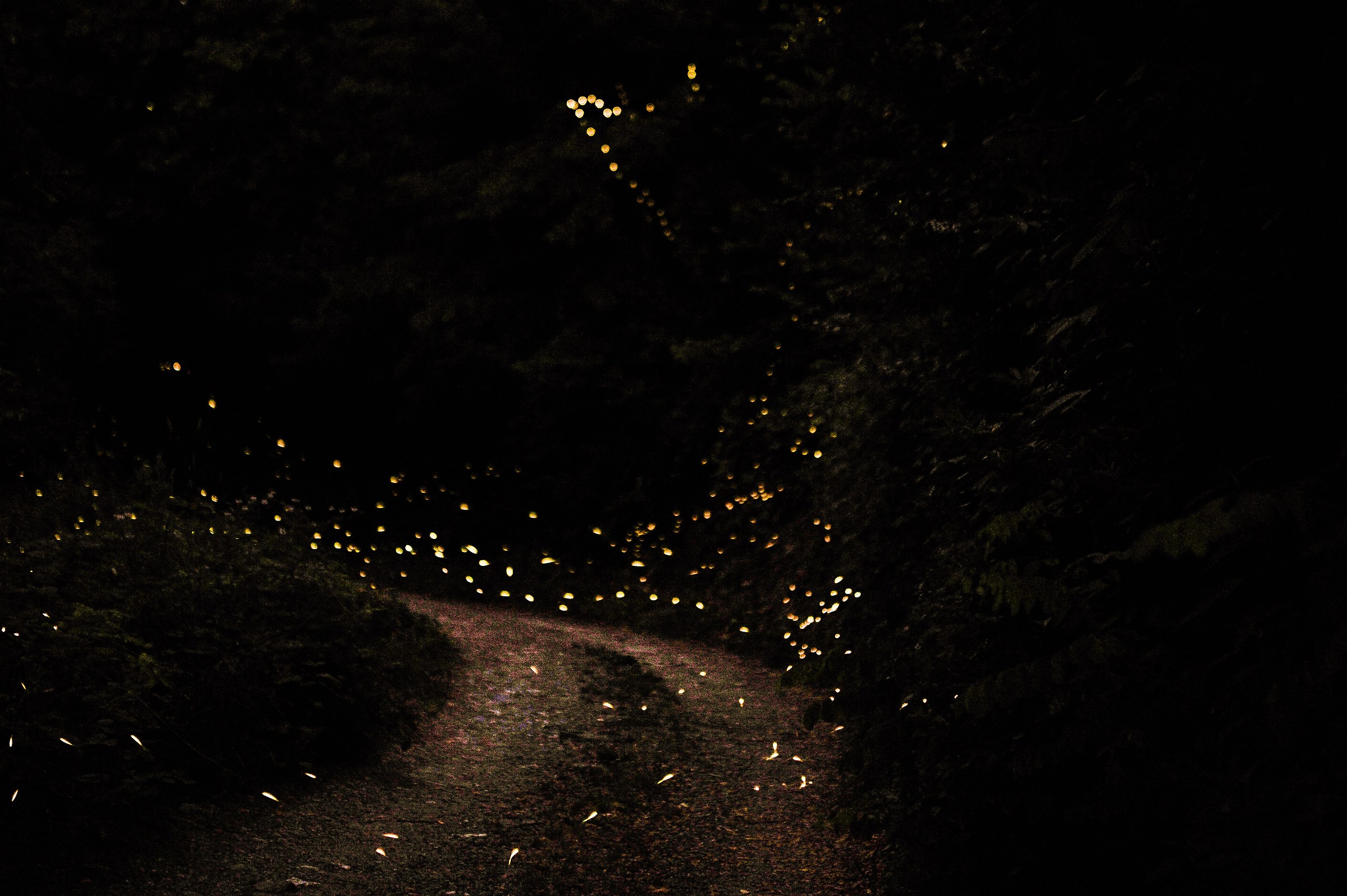 Fireflies