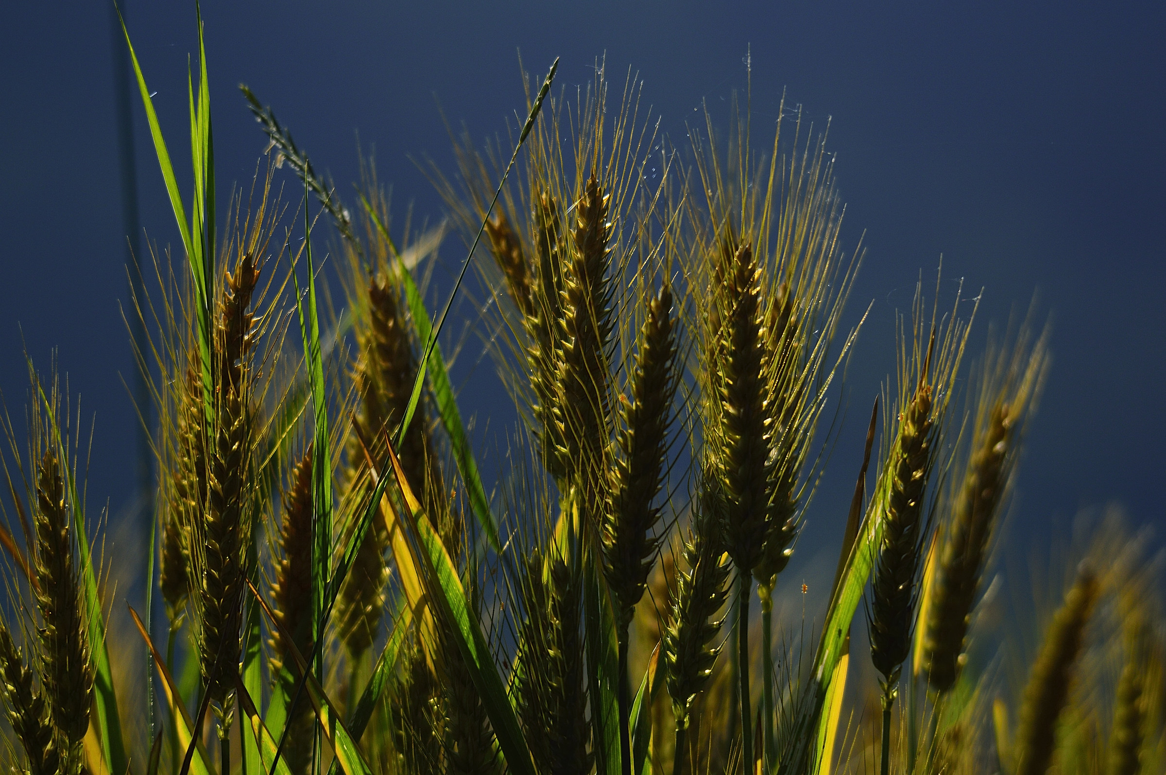 Wheat in the blue
