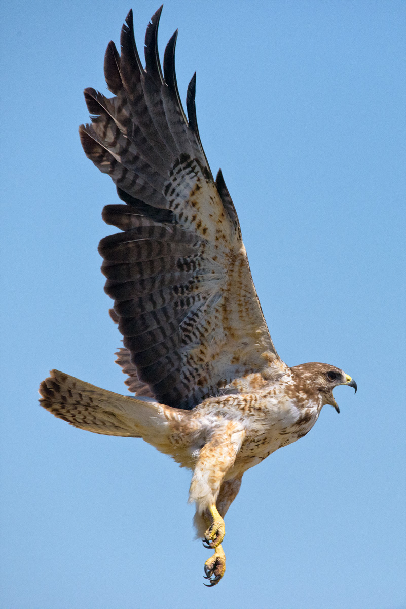 Swanison Hawk, Buteo Swainsoni, Idaho