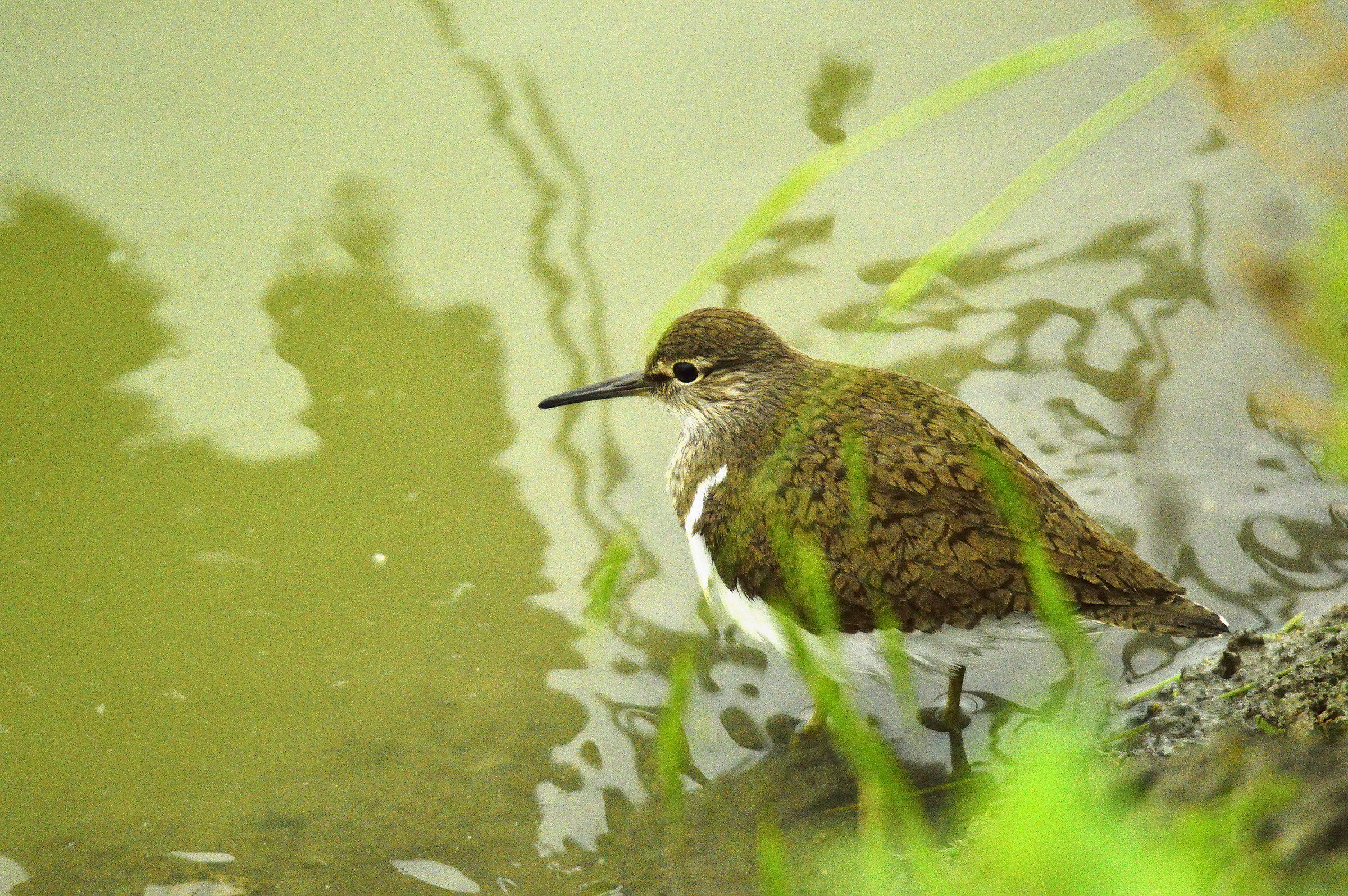 sandpiper