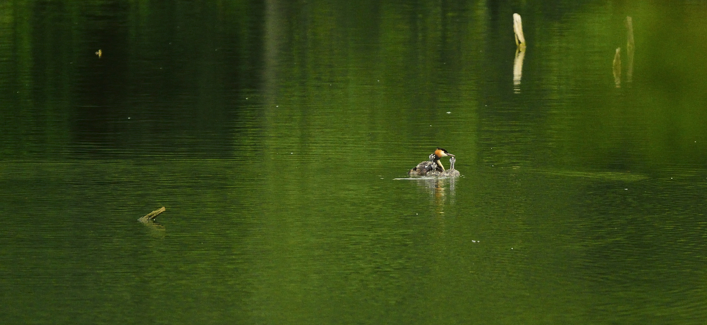 Grebe and her chicks