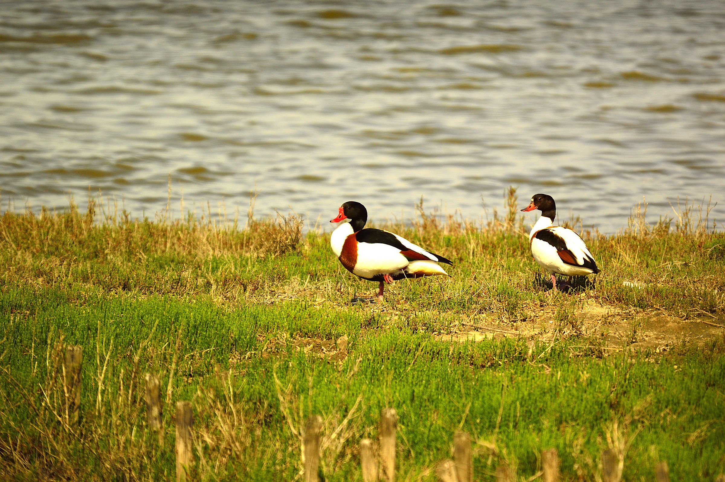 shelduck