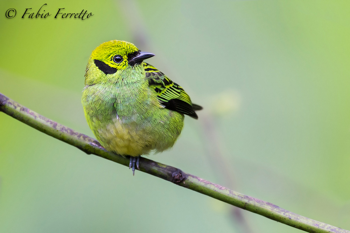 Emerald Tanager