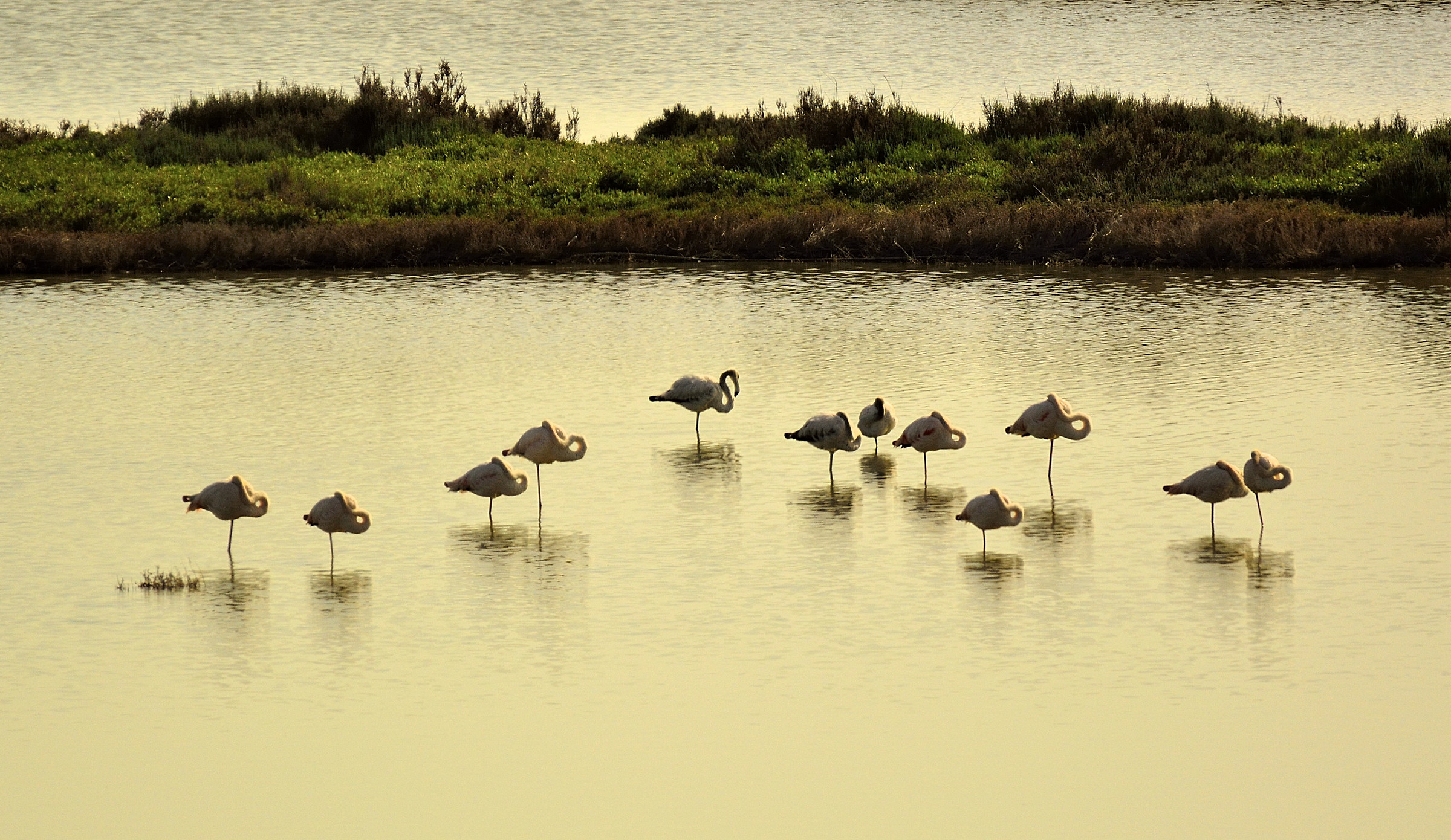 Flamingos in relaxation