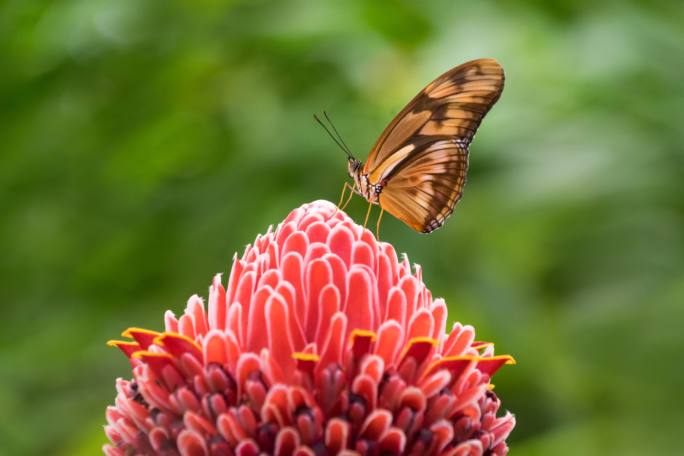 Unidentified Butterfly on an Unidentified Flower.....