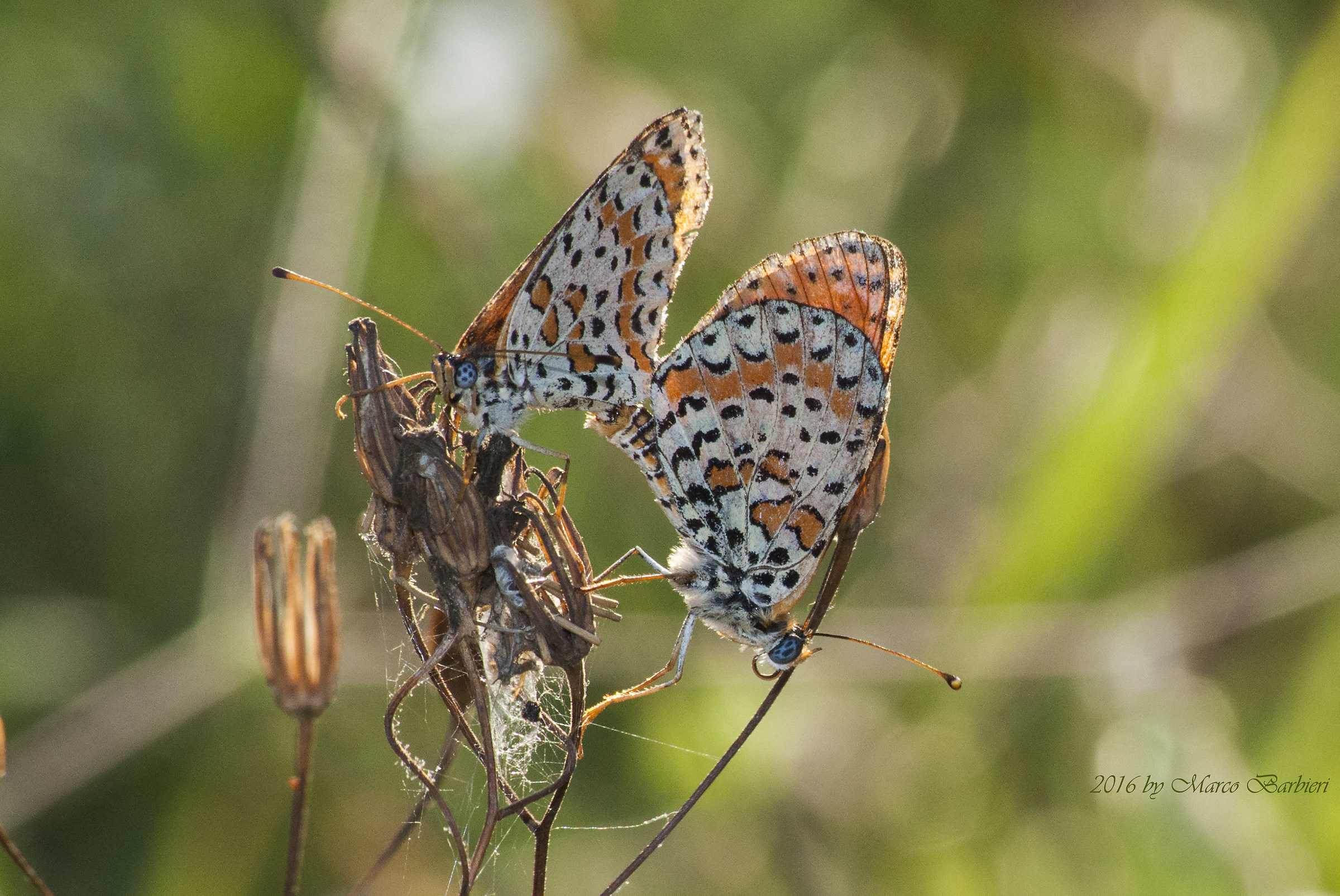 Melitaea dydima