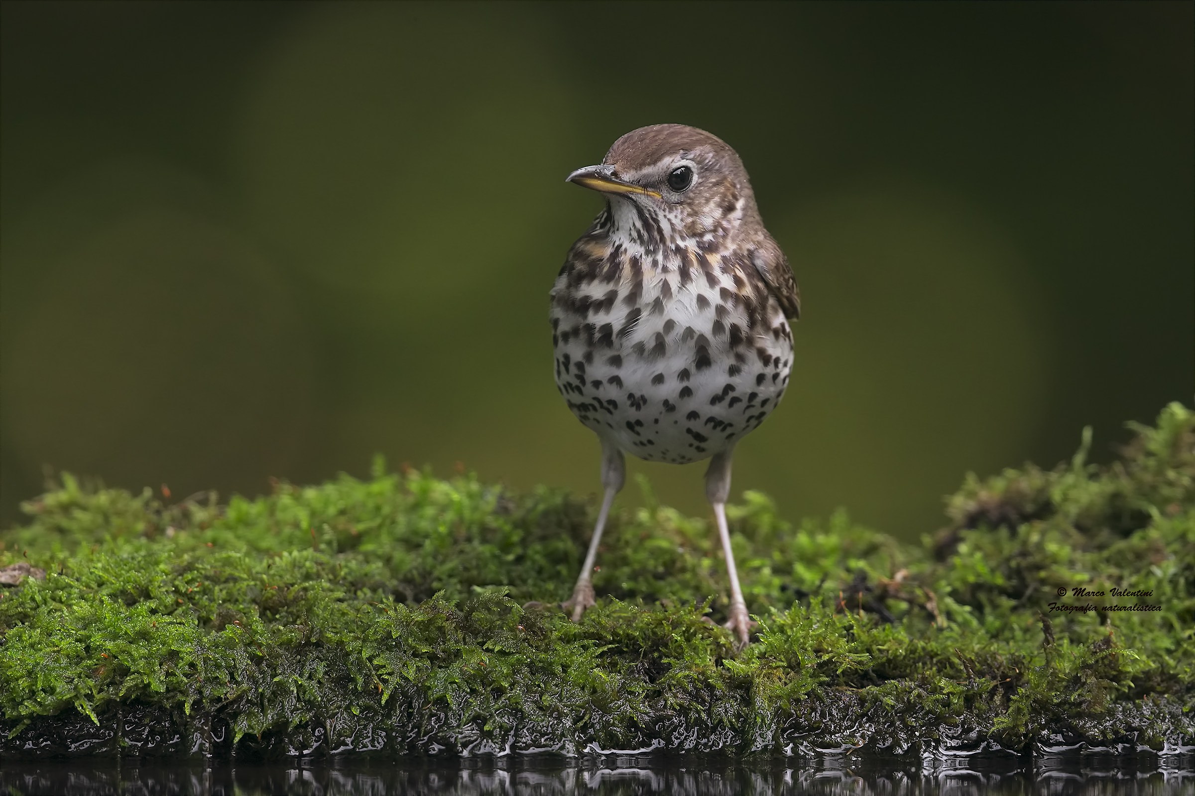 Portrait at Thrush