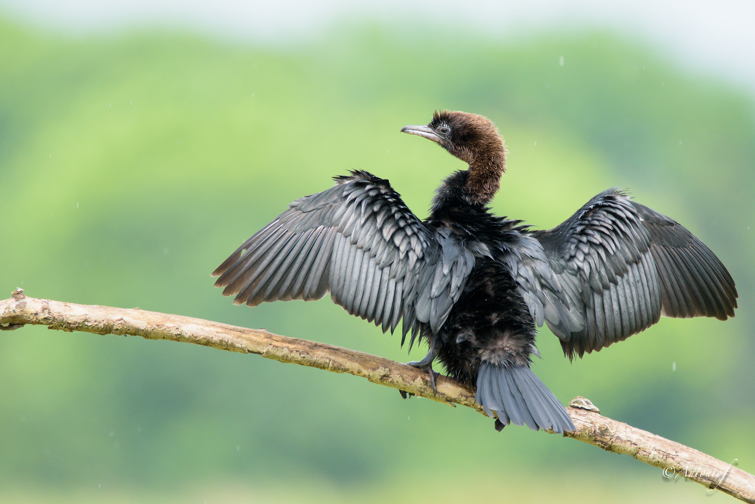 cormorant drying on side B