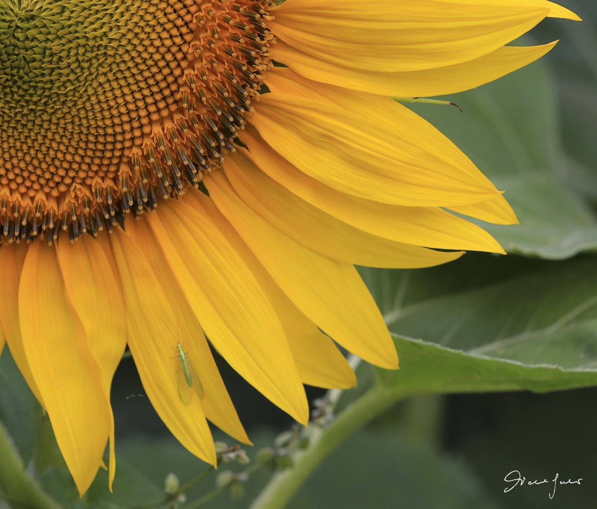 Sunflower