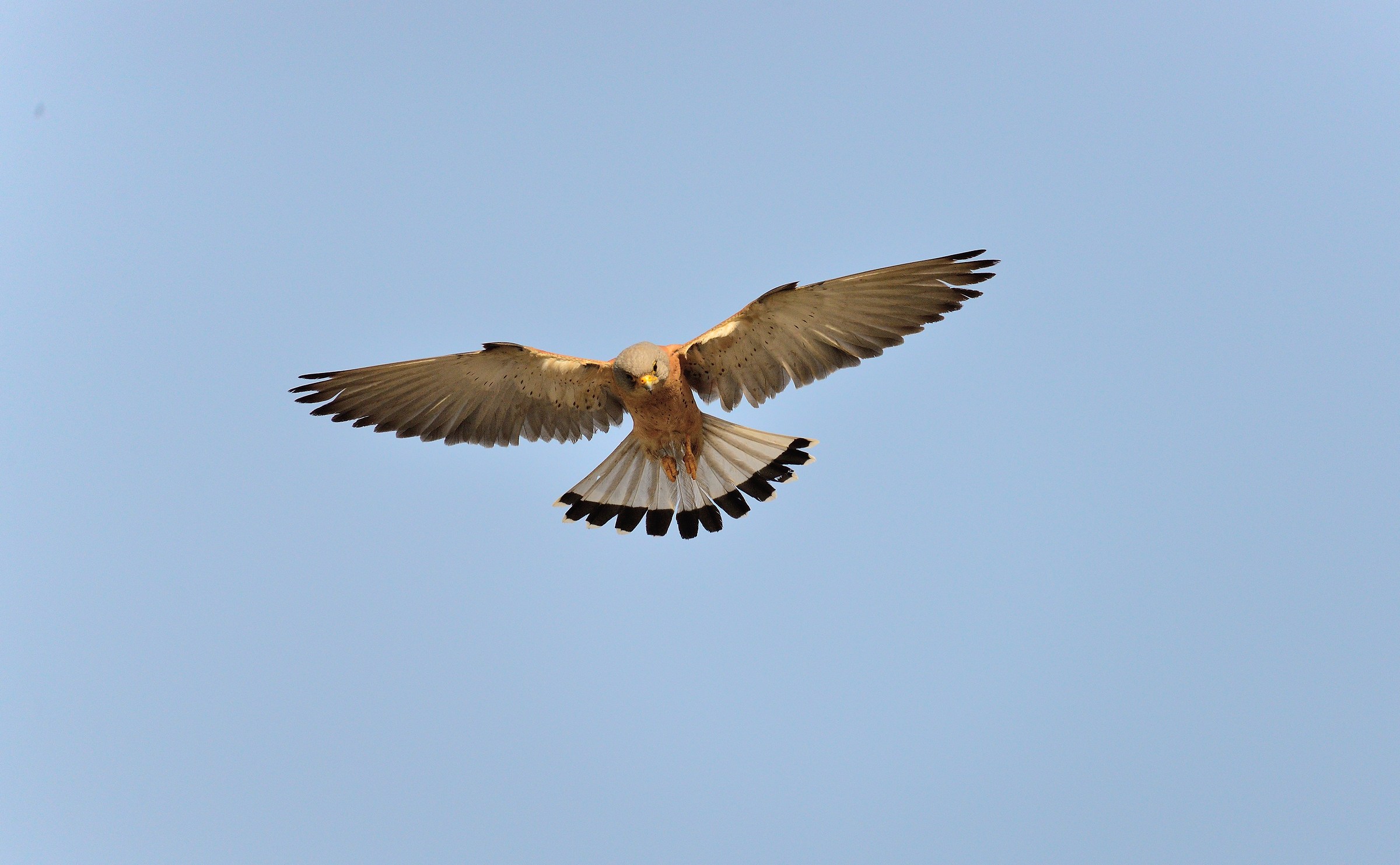 Planando durante la caccia