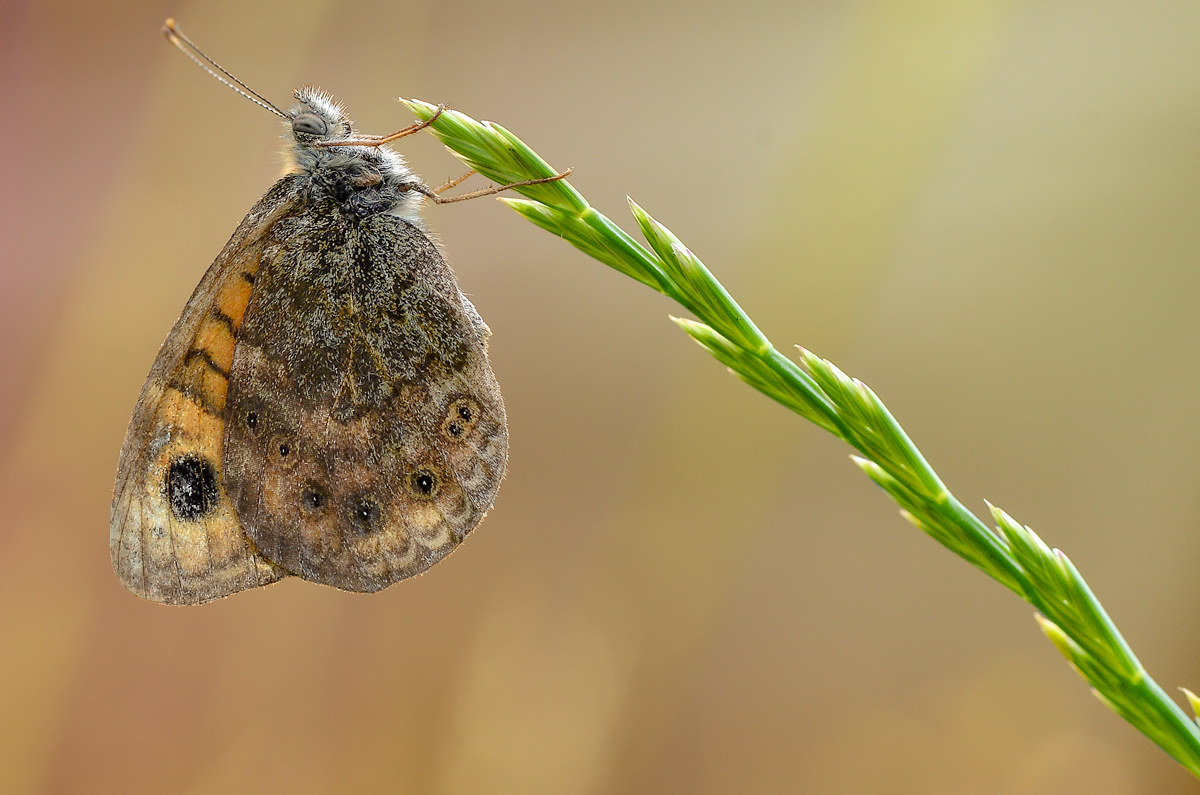 La Mia Prima Farfalla