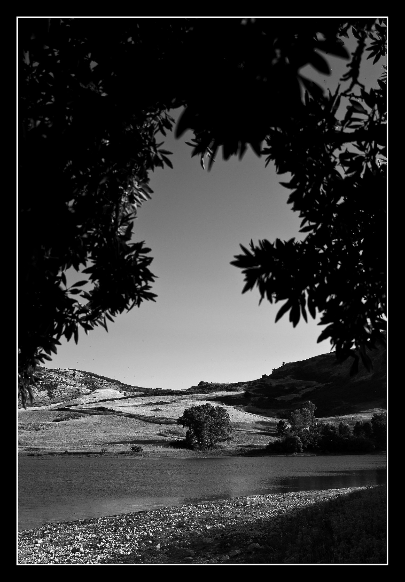 l'albero da sotto l'albero