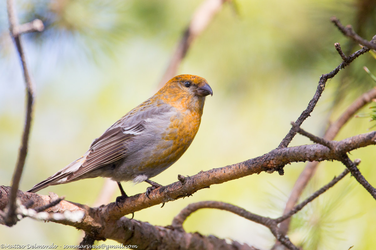 Pine Grosbeak (female)