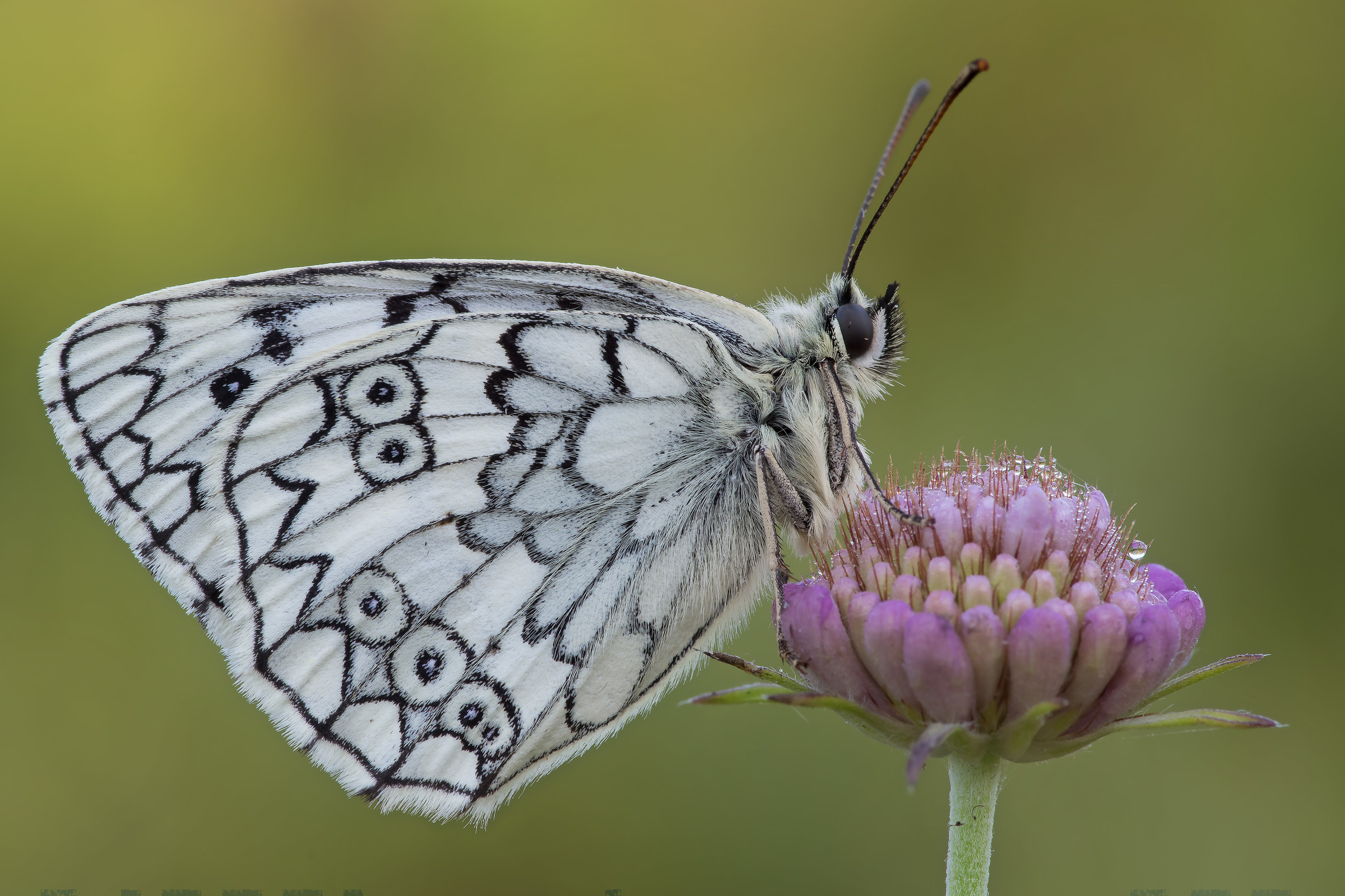 Melanargia galathea