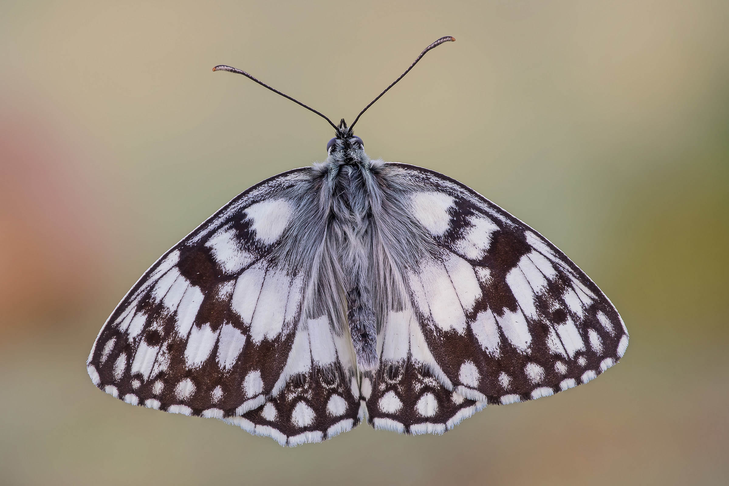 Melanargia galathea