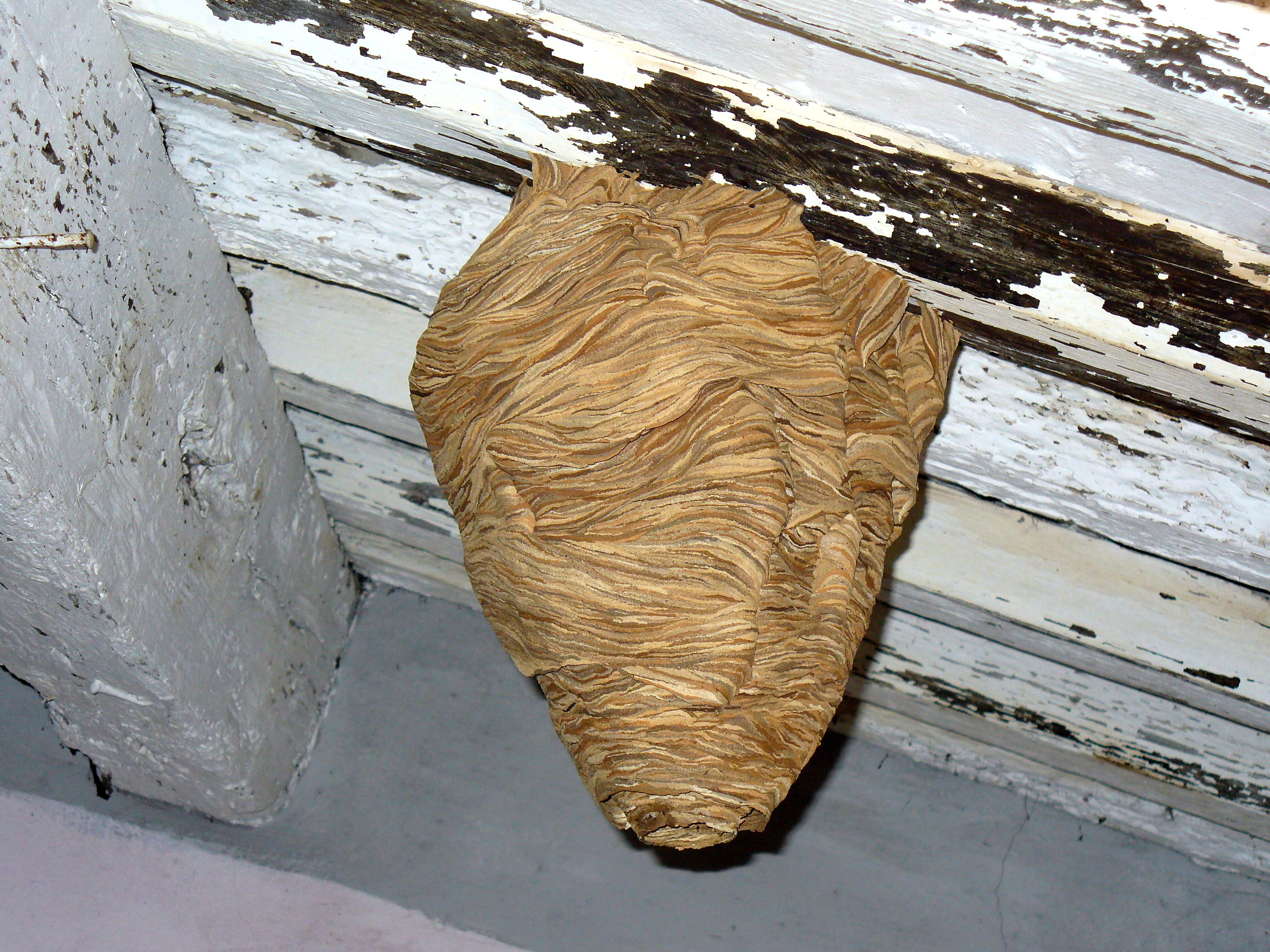 hornet's nest