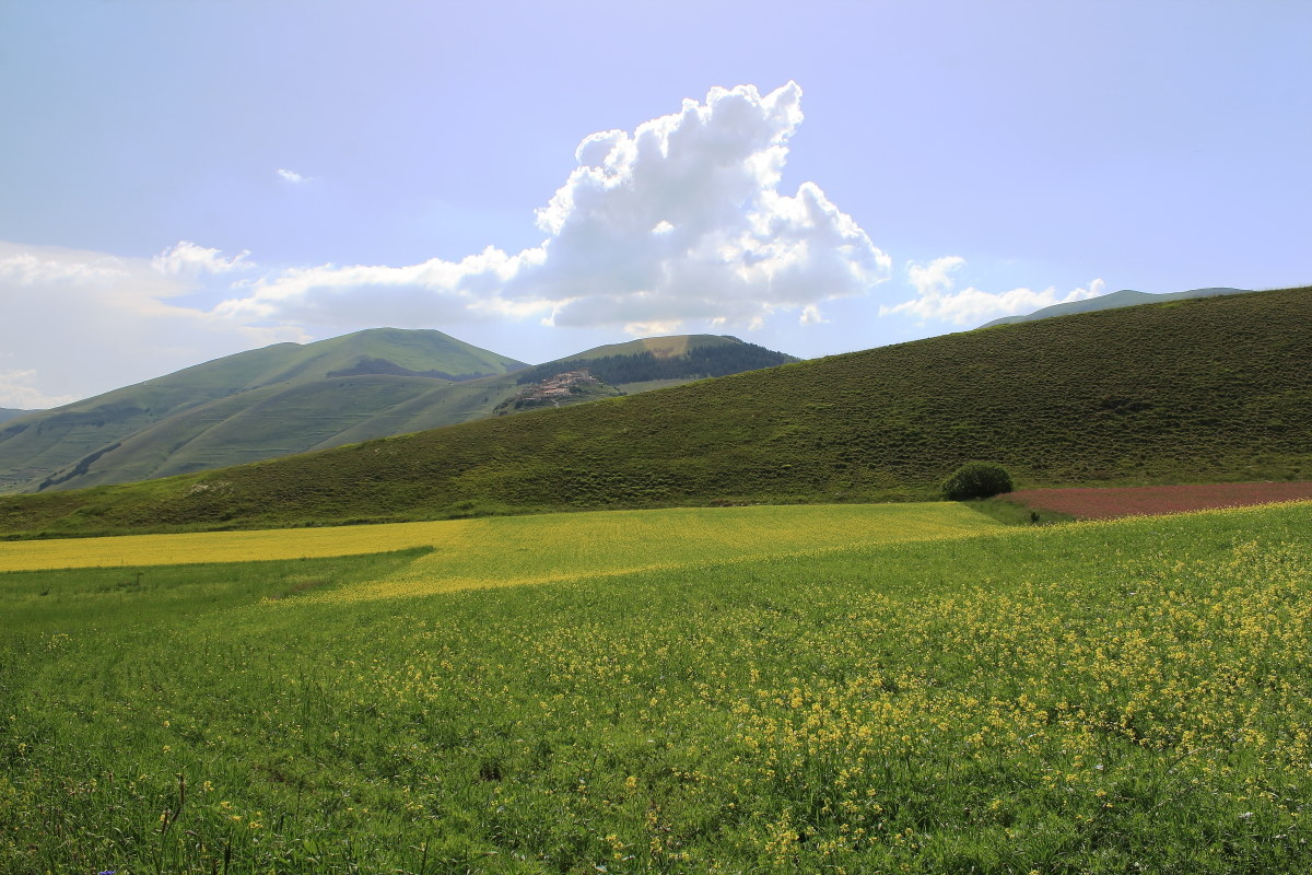 Castelluccio inizio fiorita 2016