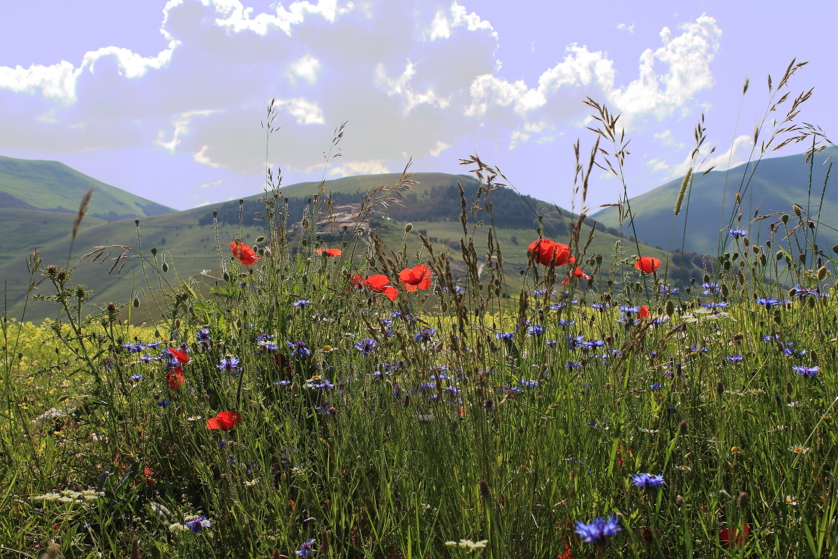 Castelluccio inizio fiorita 2016