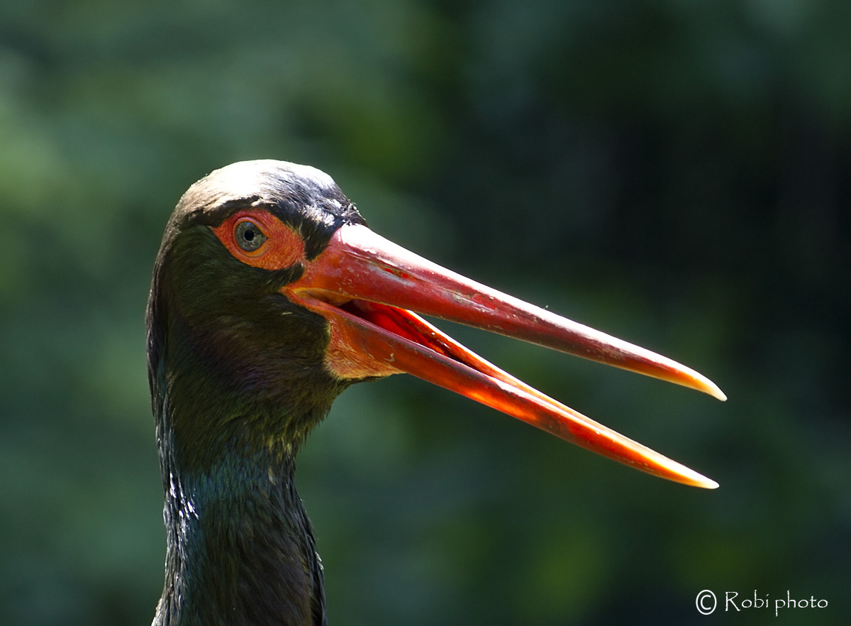 Black Stork