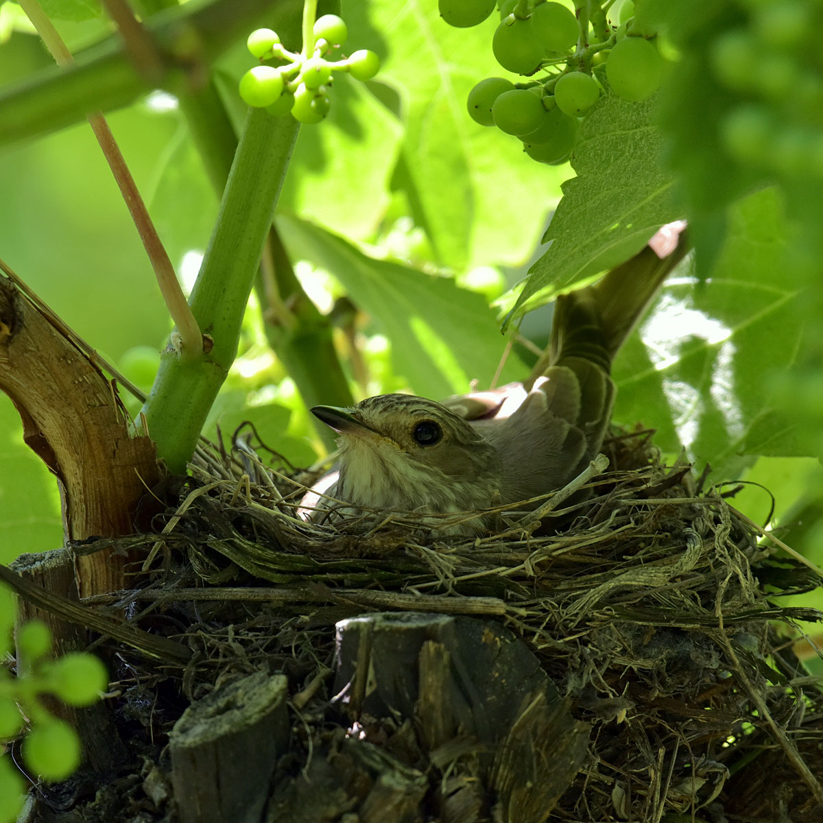 pigliamosche 4° giorno di cova 27 06 2016